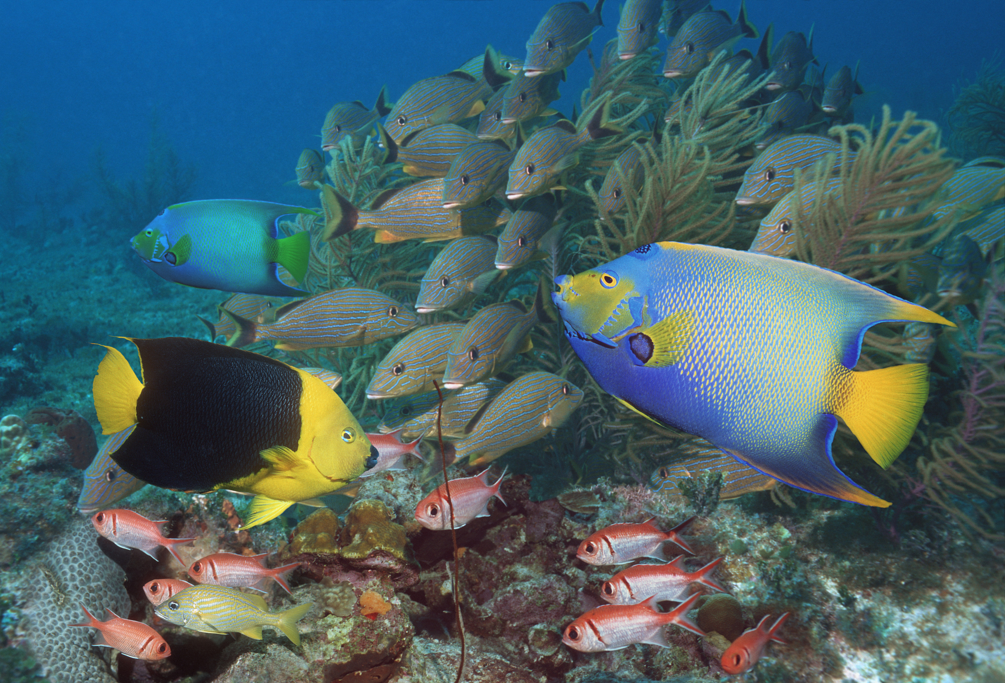 reef fish (digital composite)