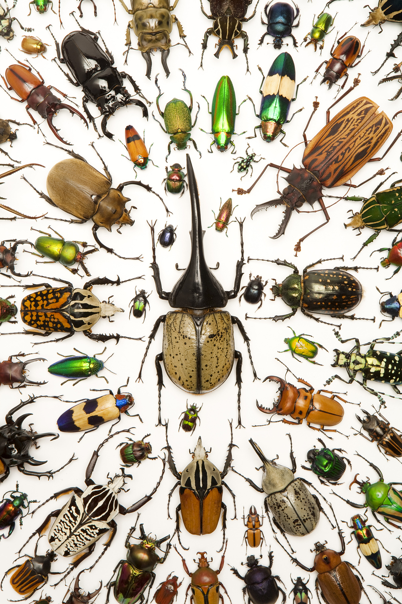 花生米生的虫子是什么虫