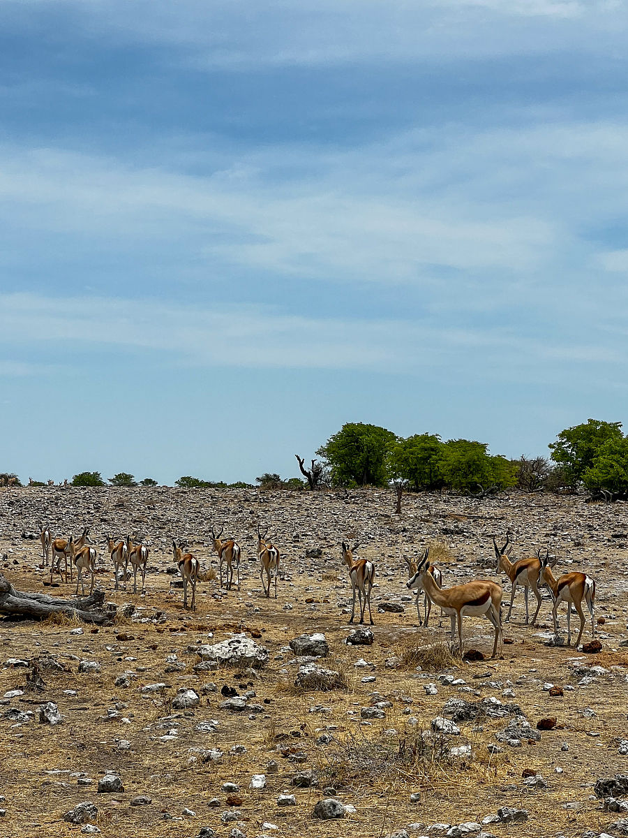 野生狩猎最后的猎人手游更新日志