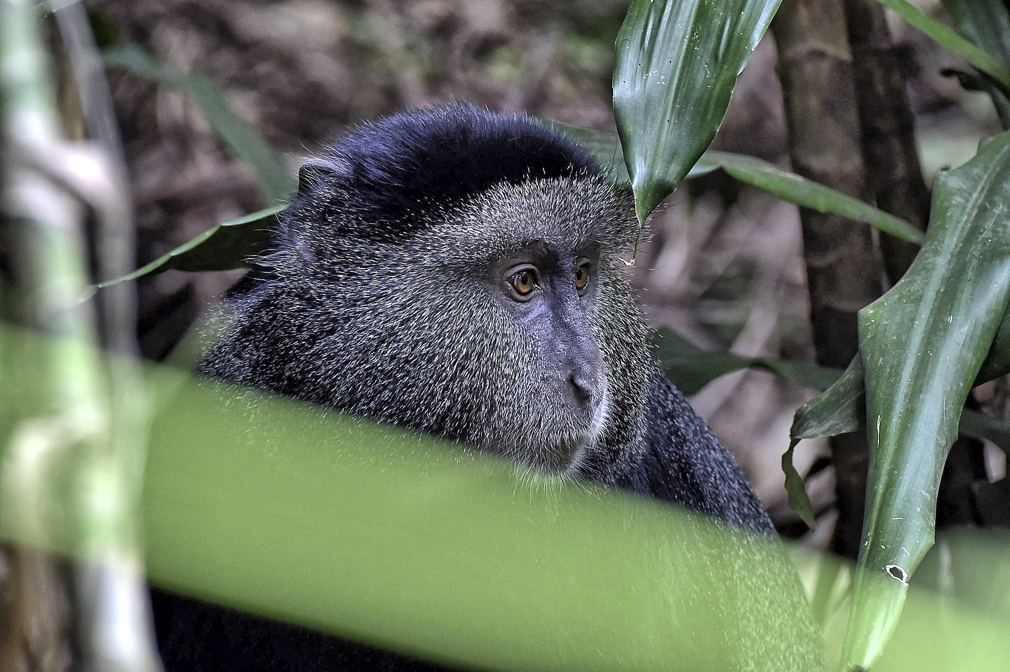a monkey eats his breakfast