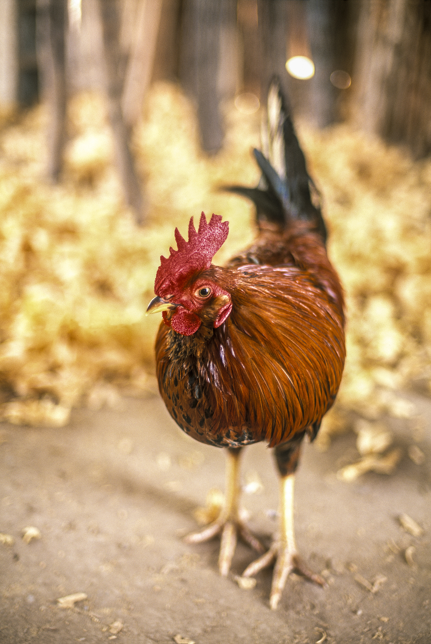 chicken