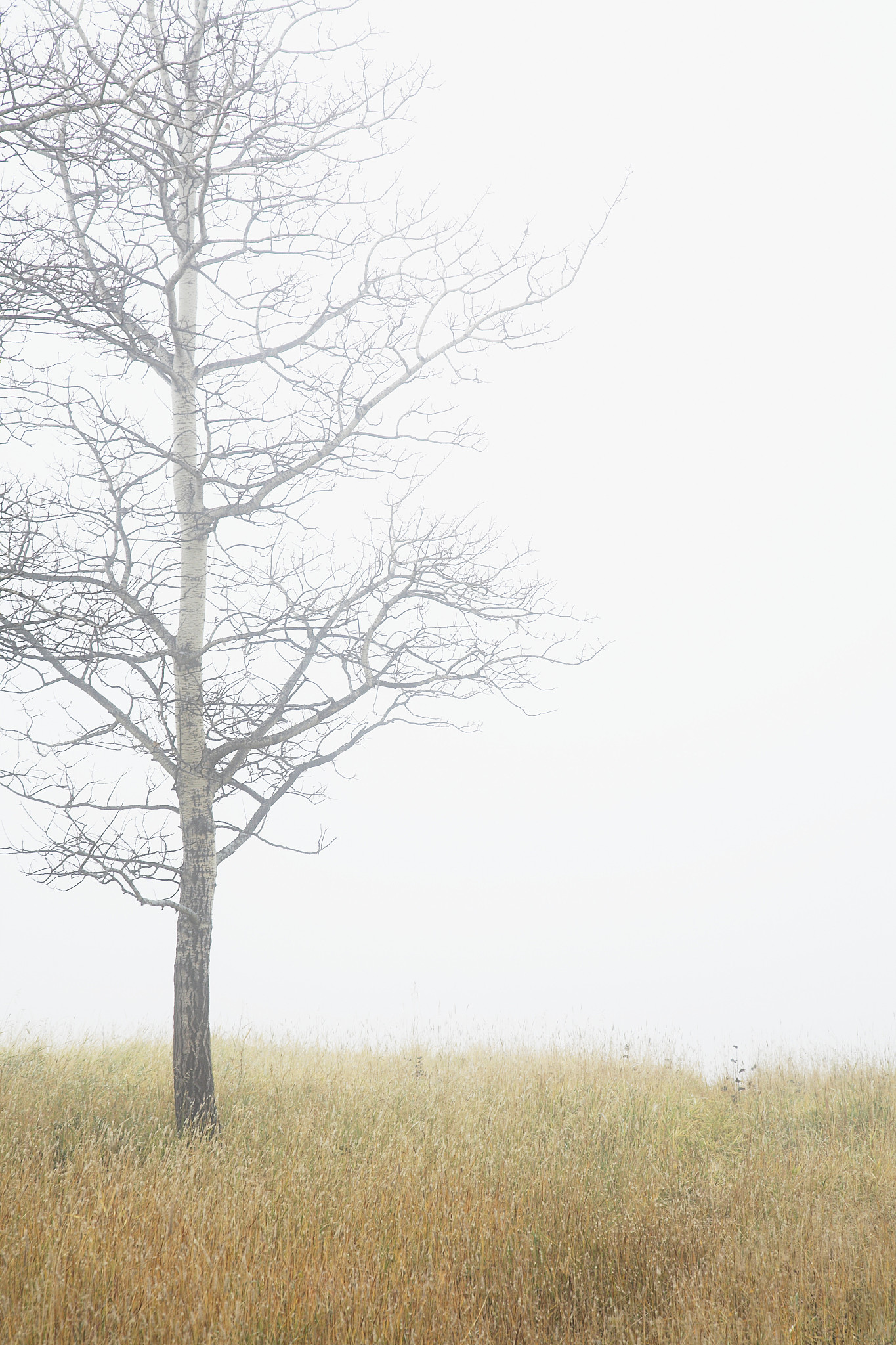 bare tree