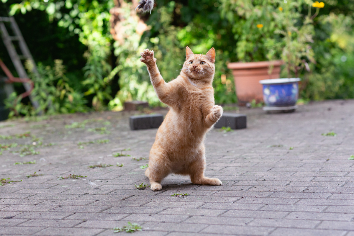 猫咪不停叫着要出门？教你轻松应对！