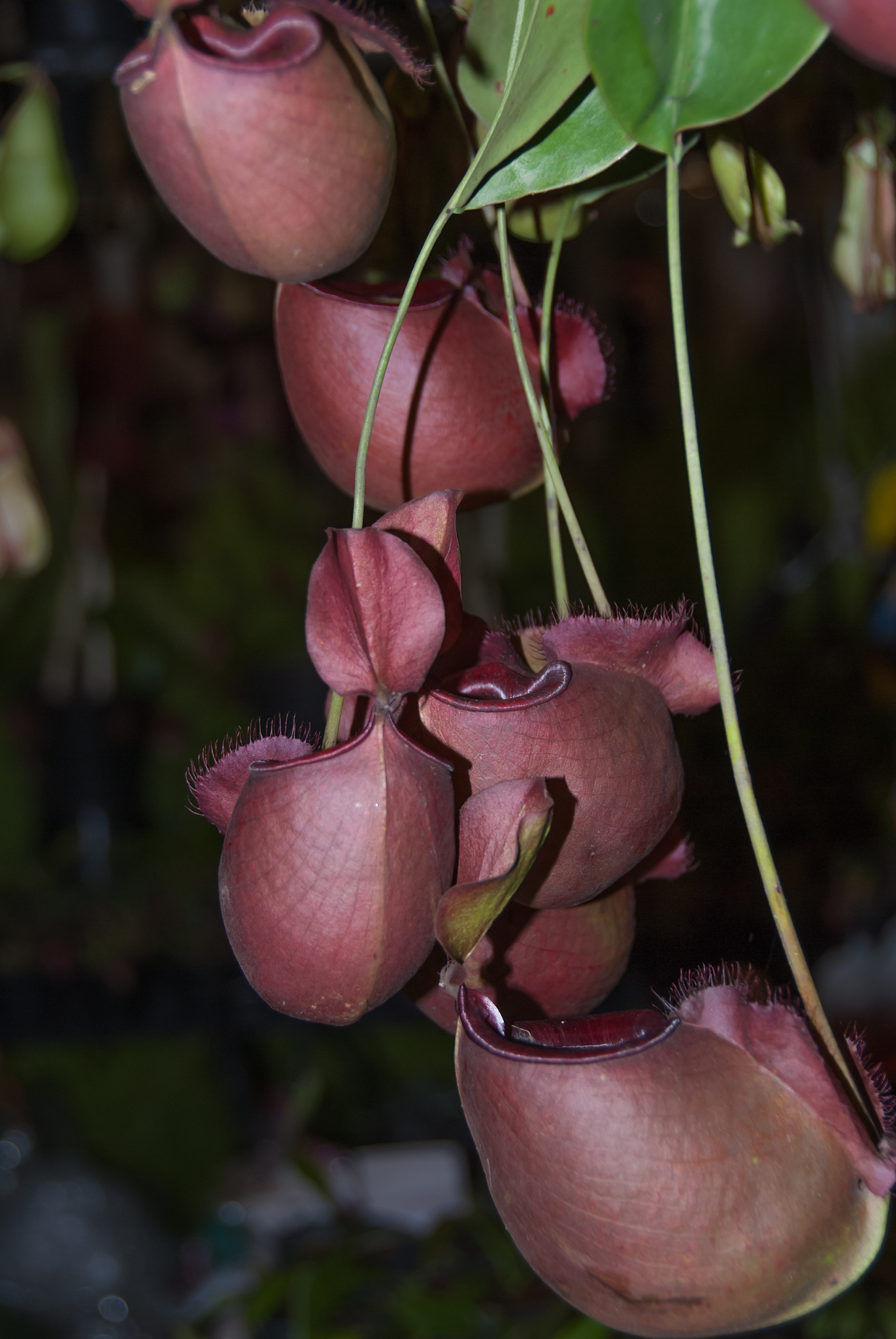 生态旅游学术价值