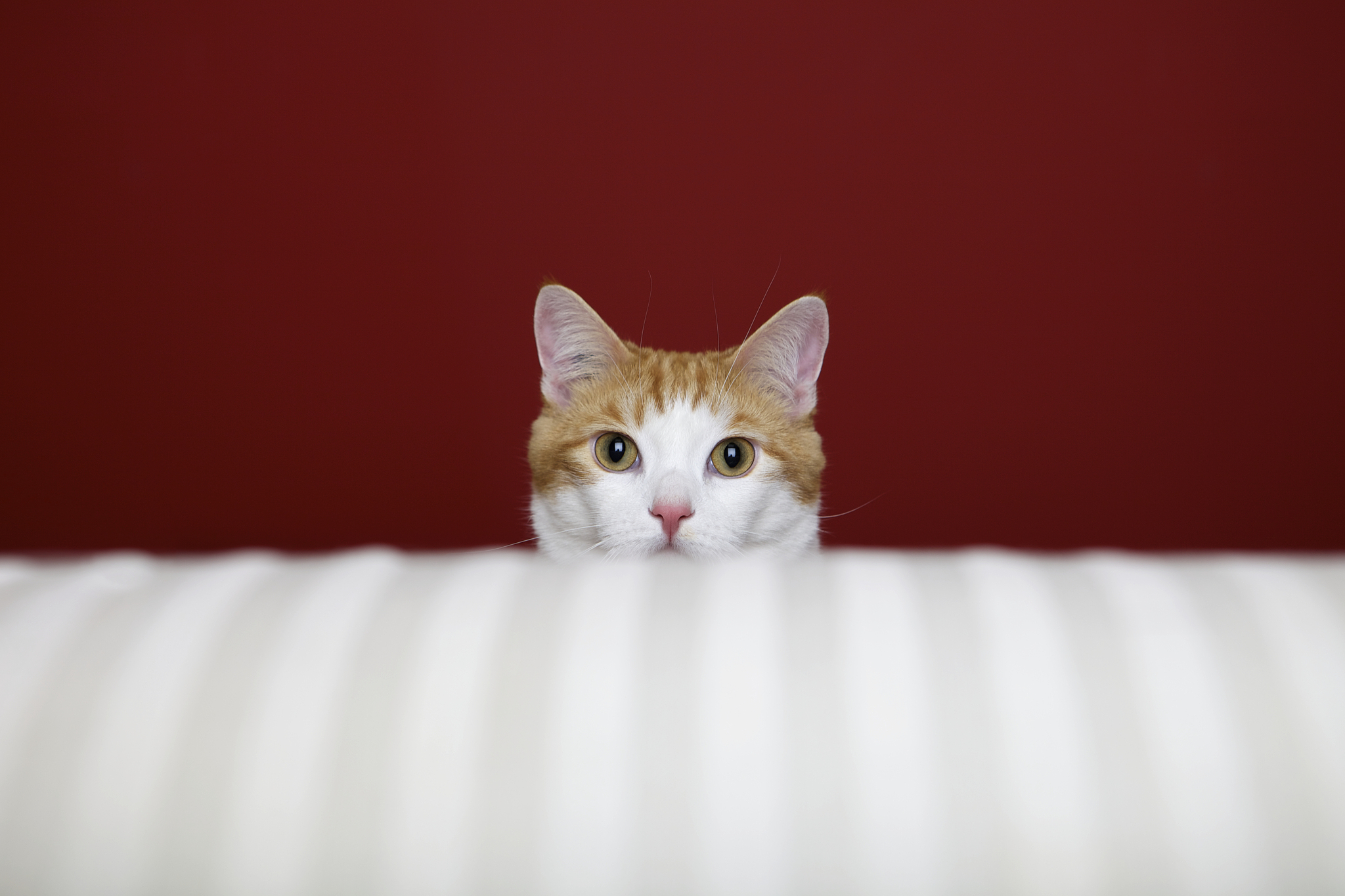 orange and white cat sits behind a sofa