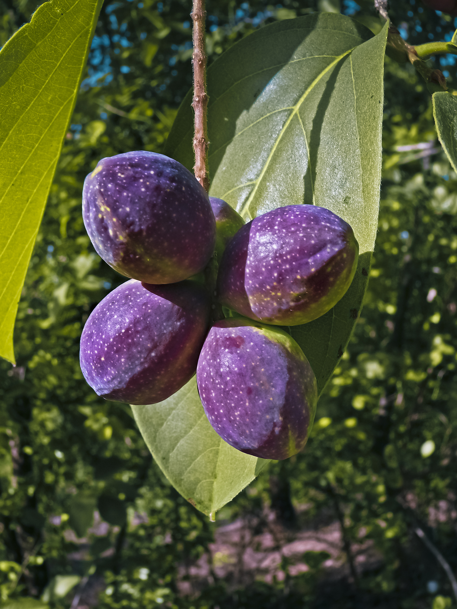 terminalia chebula