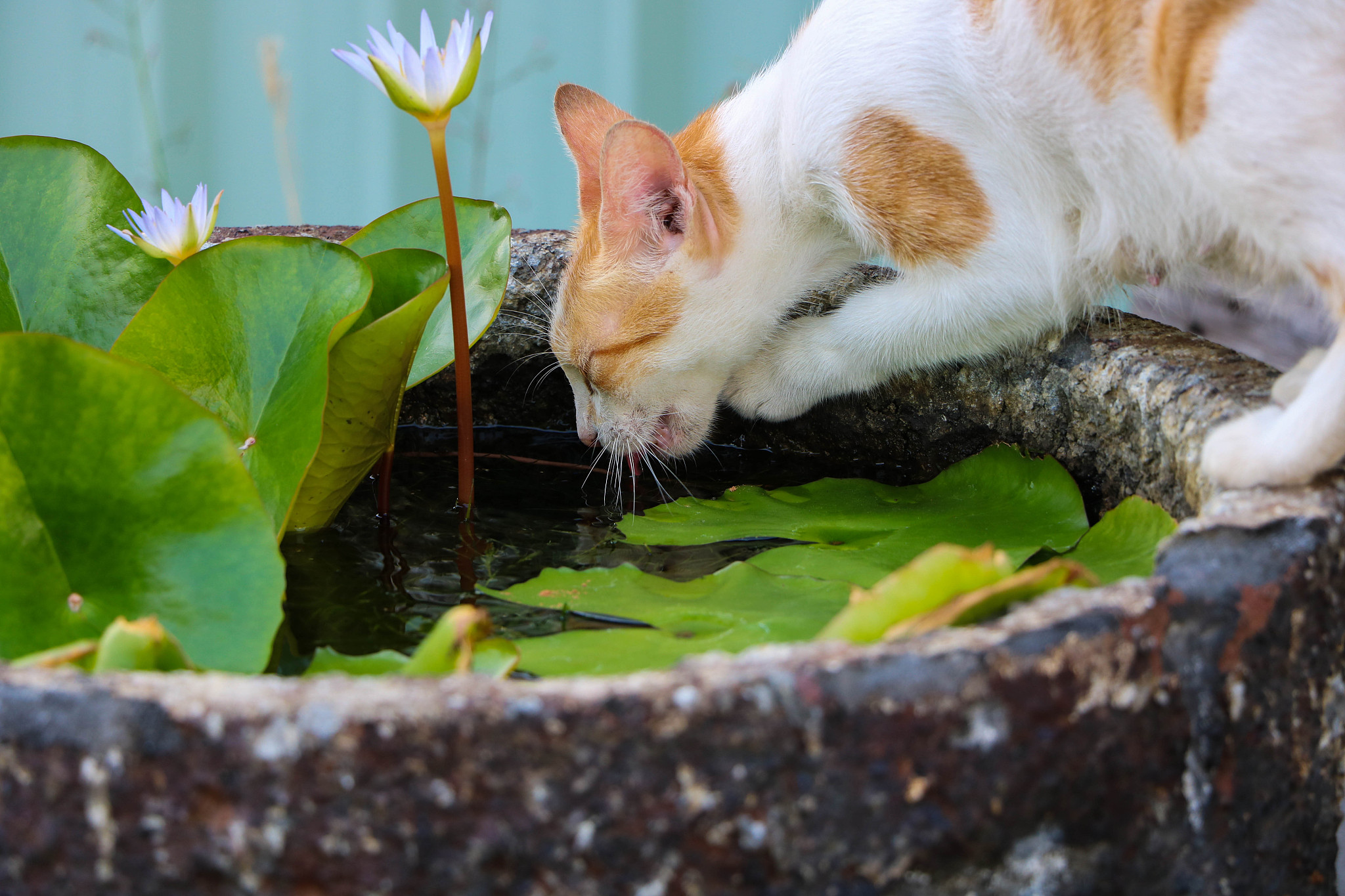 猫怎么才可以下水