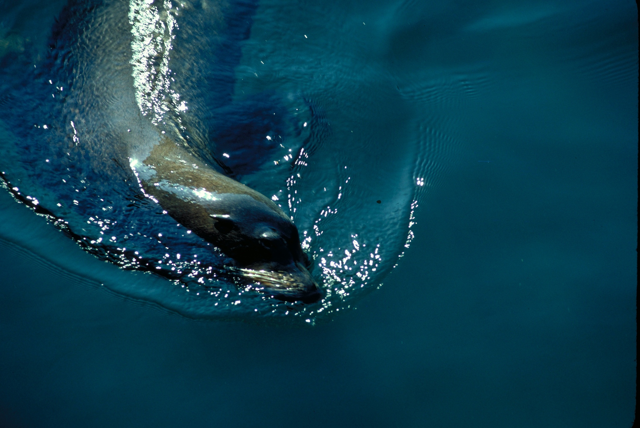 write a summary of seals being tagged