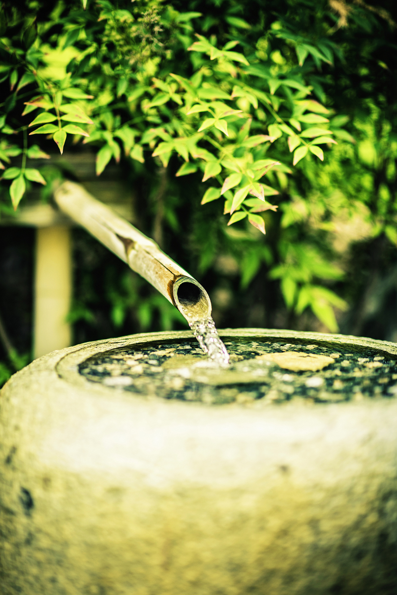 zen garden