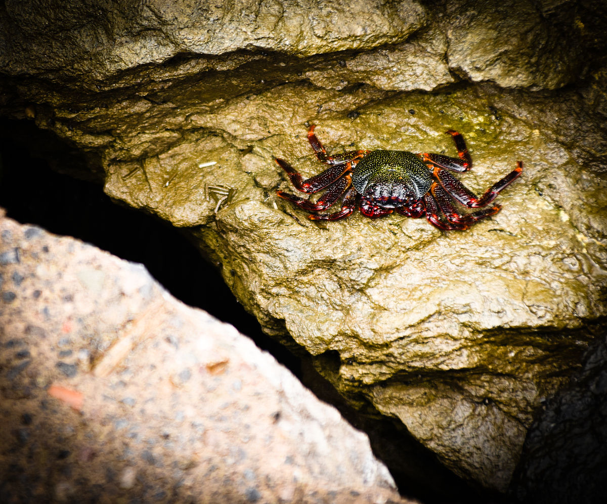 生物化学思维导图
