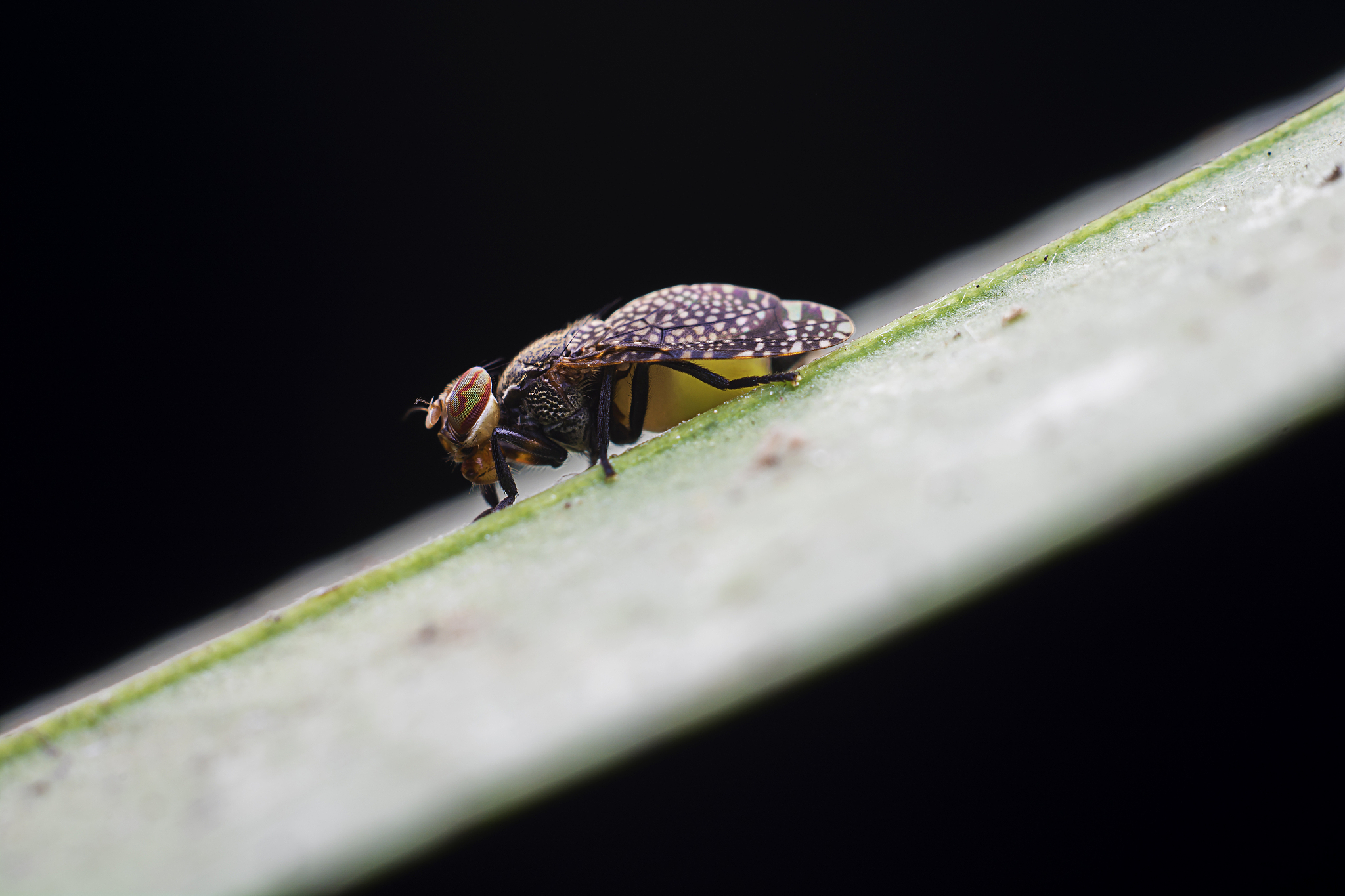 Insect Conservation and Diversity期刊推荐理由：专注昆虫保护与多样性研究