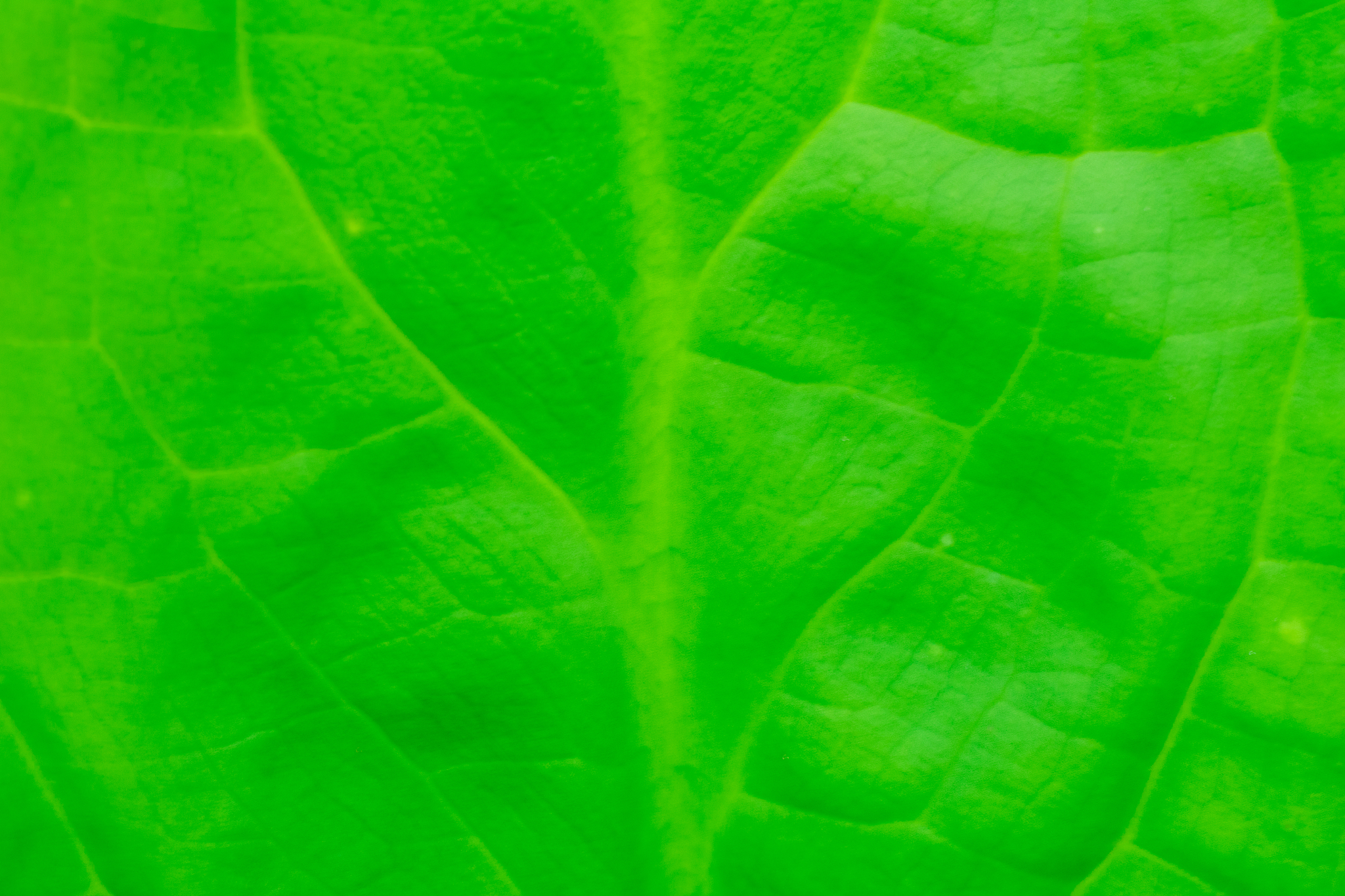abstract image of  fresh green leaf texture  leaves in nature wi