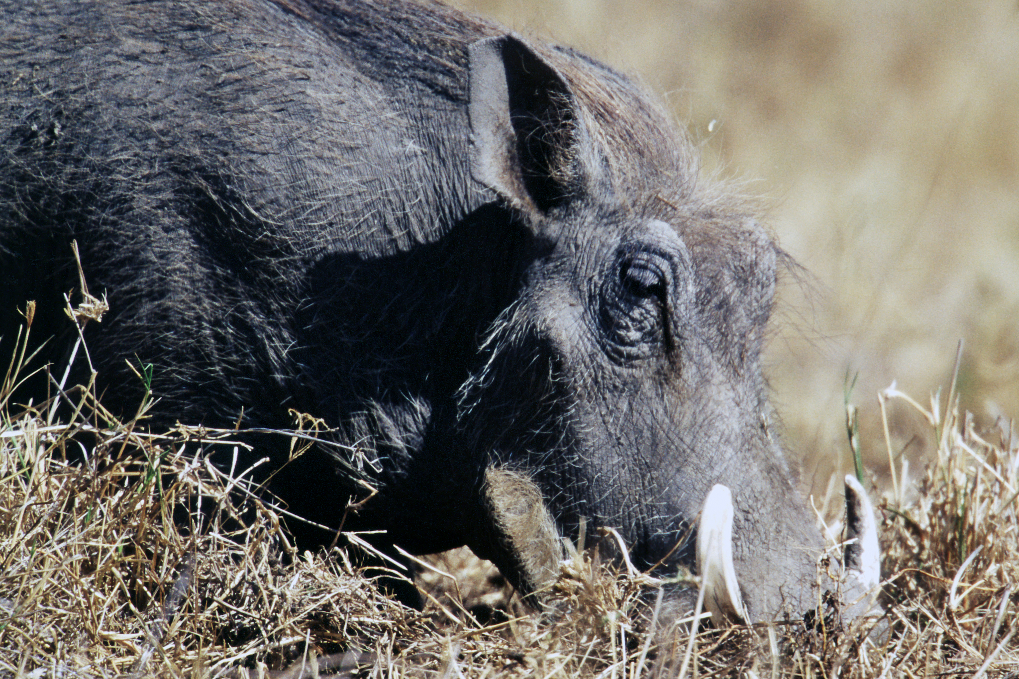 warthog eating close-up