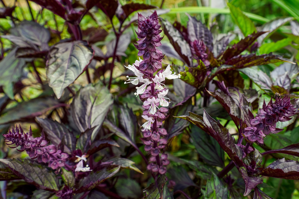 丹参的生长习性