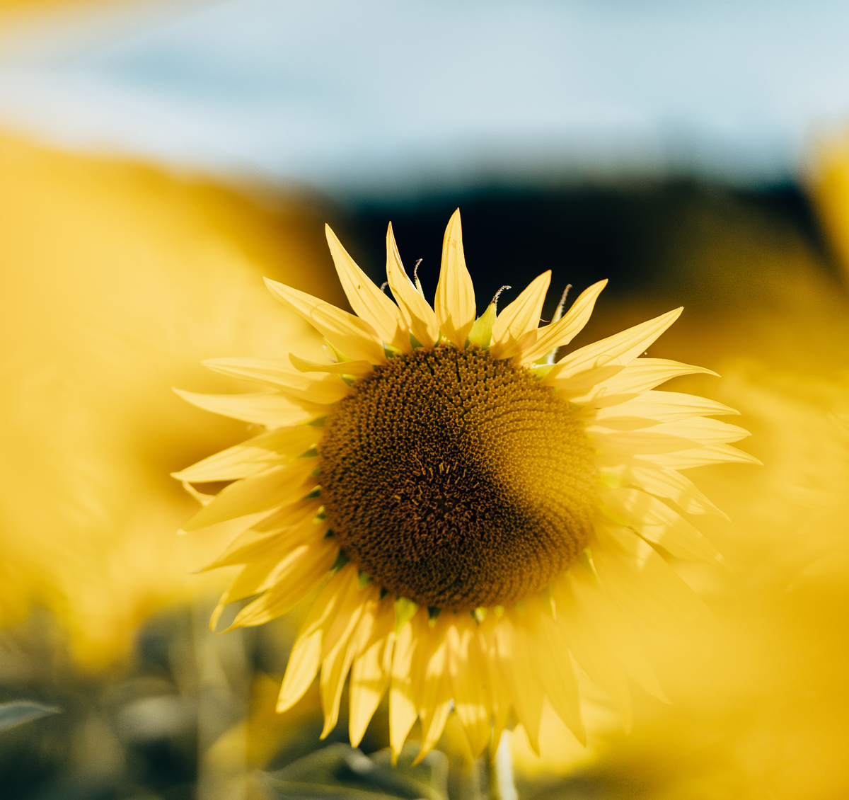 花草的微笑：白天与夜晚的对比