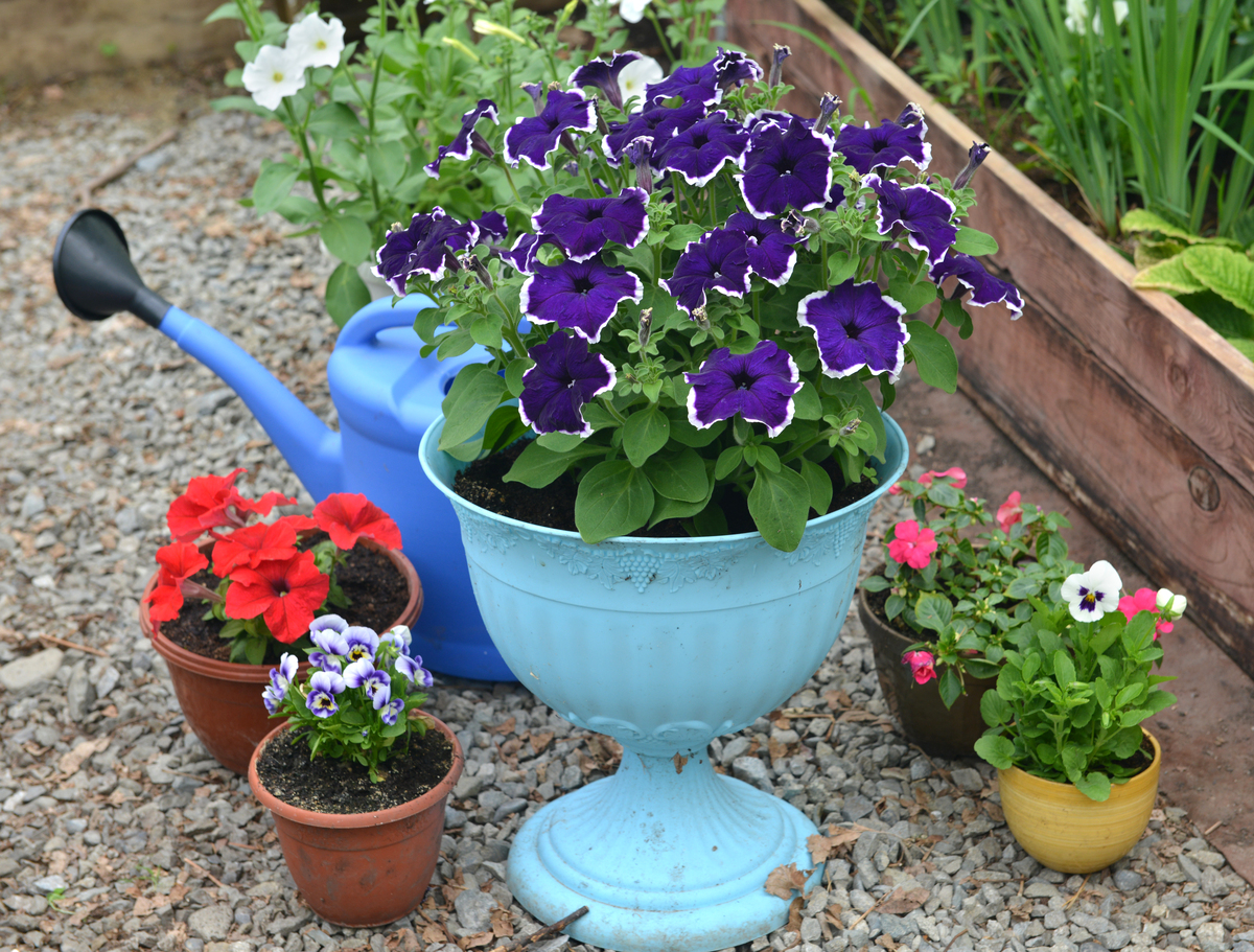 角堇和三色堇的区别