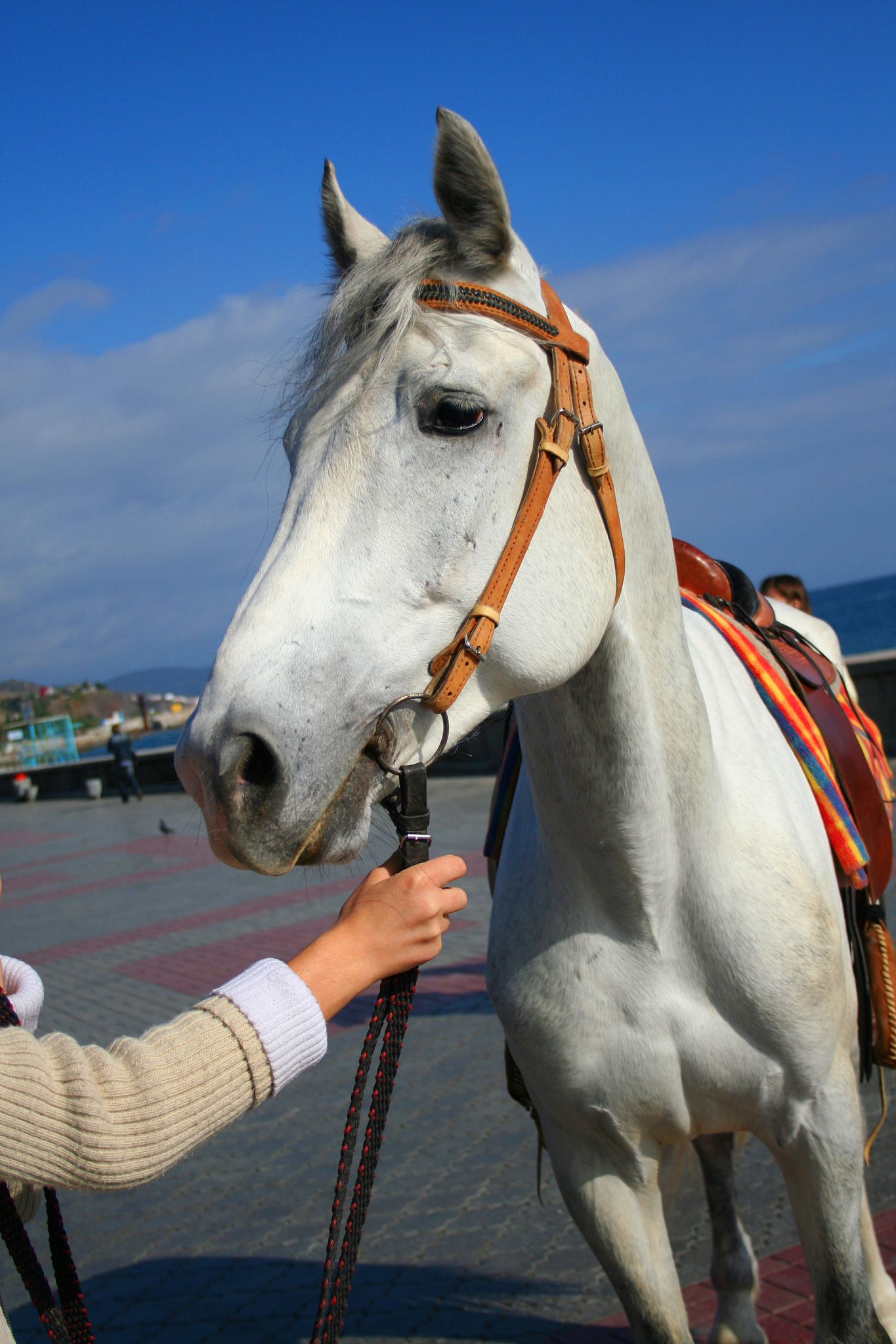 white horse head