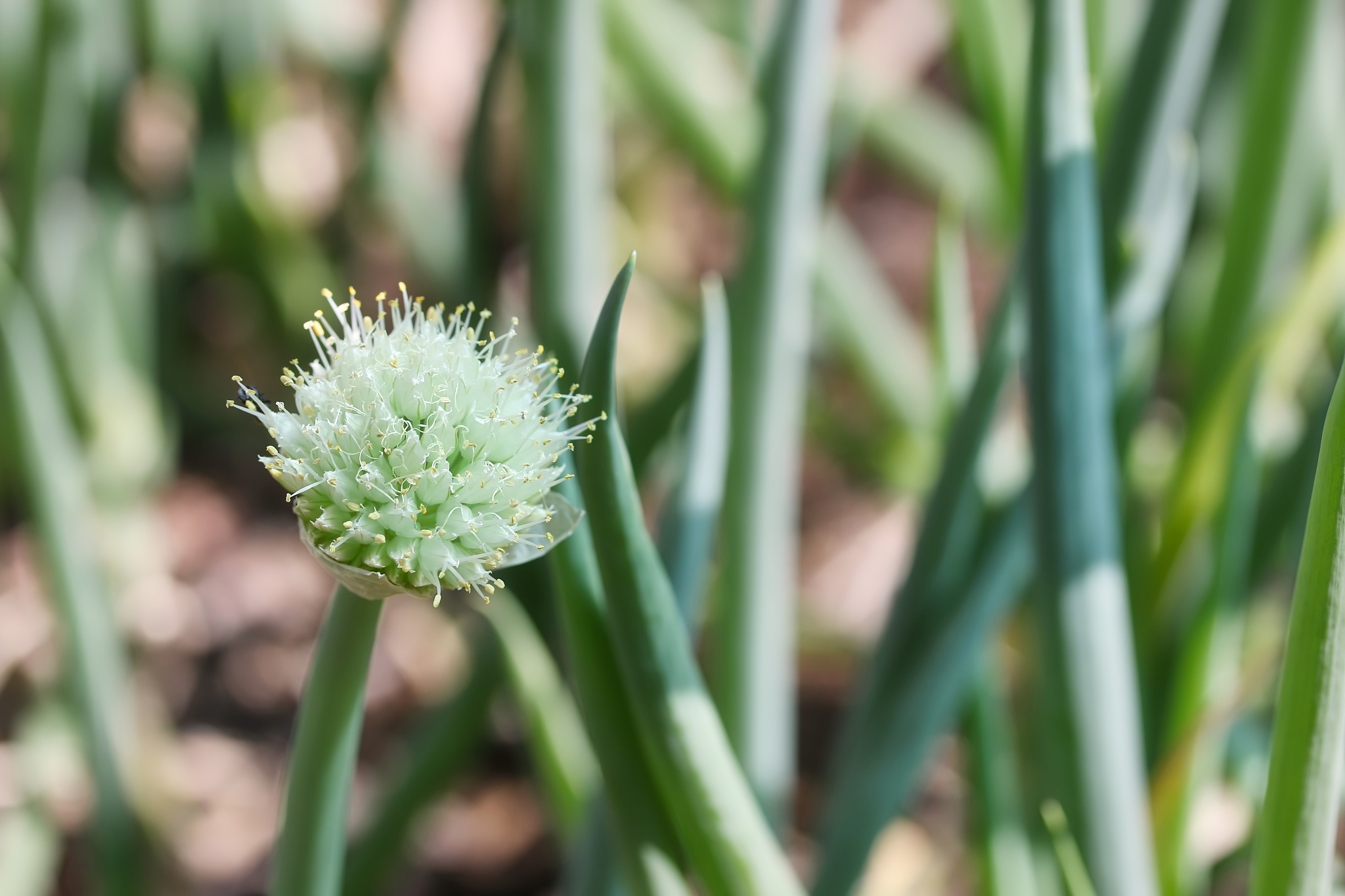white flower of spring onion in vegetable garden