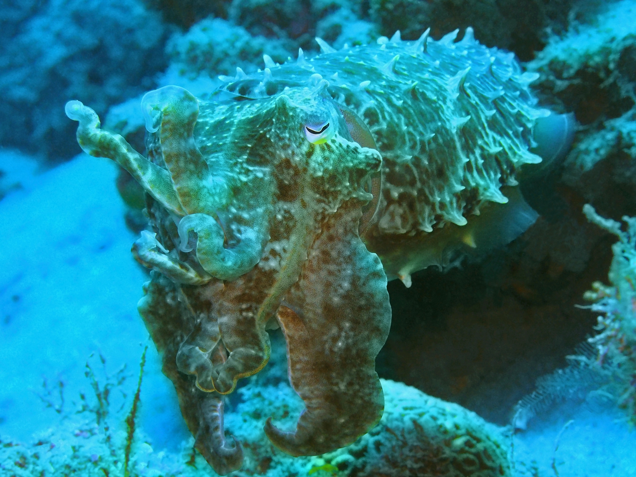 cuttlefish