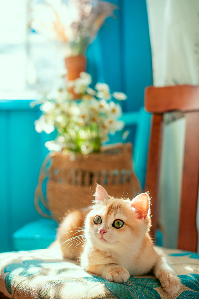 😻爆火！10个超萌猫咪标题，铲屎官必看！