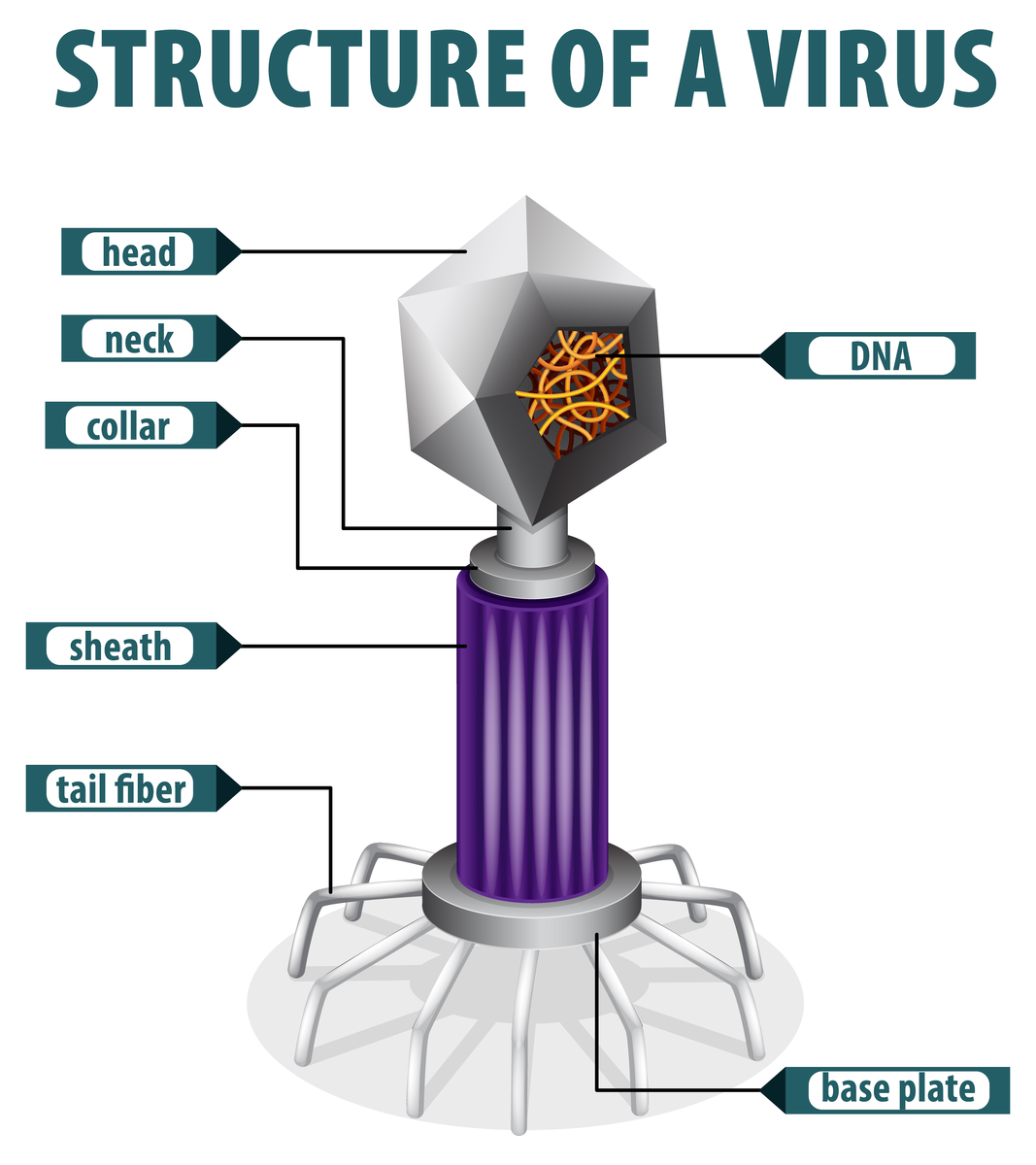 Hypervelocity Impact: Understanding Pressure and Damage Mechanisms in Metal Targets