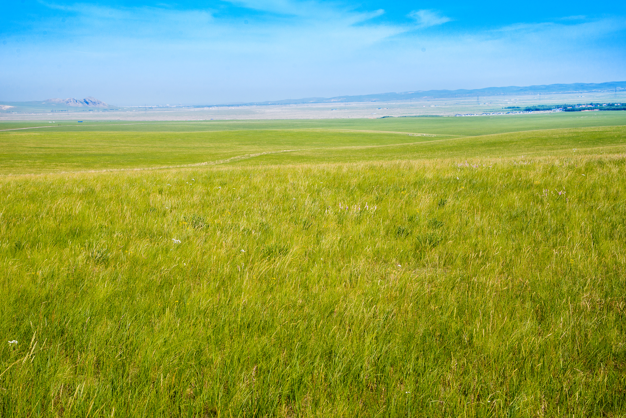 研究区域整个样带为内蒙古草原自西向东走向图1-1草地植被的覆盖度按荒漠草地desert steepe DS、典型草地typical steepe TS、草甸草地meadow steepe MS依次升高。改的通顺些。