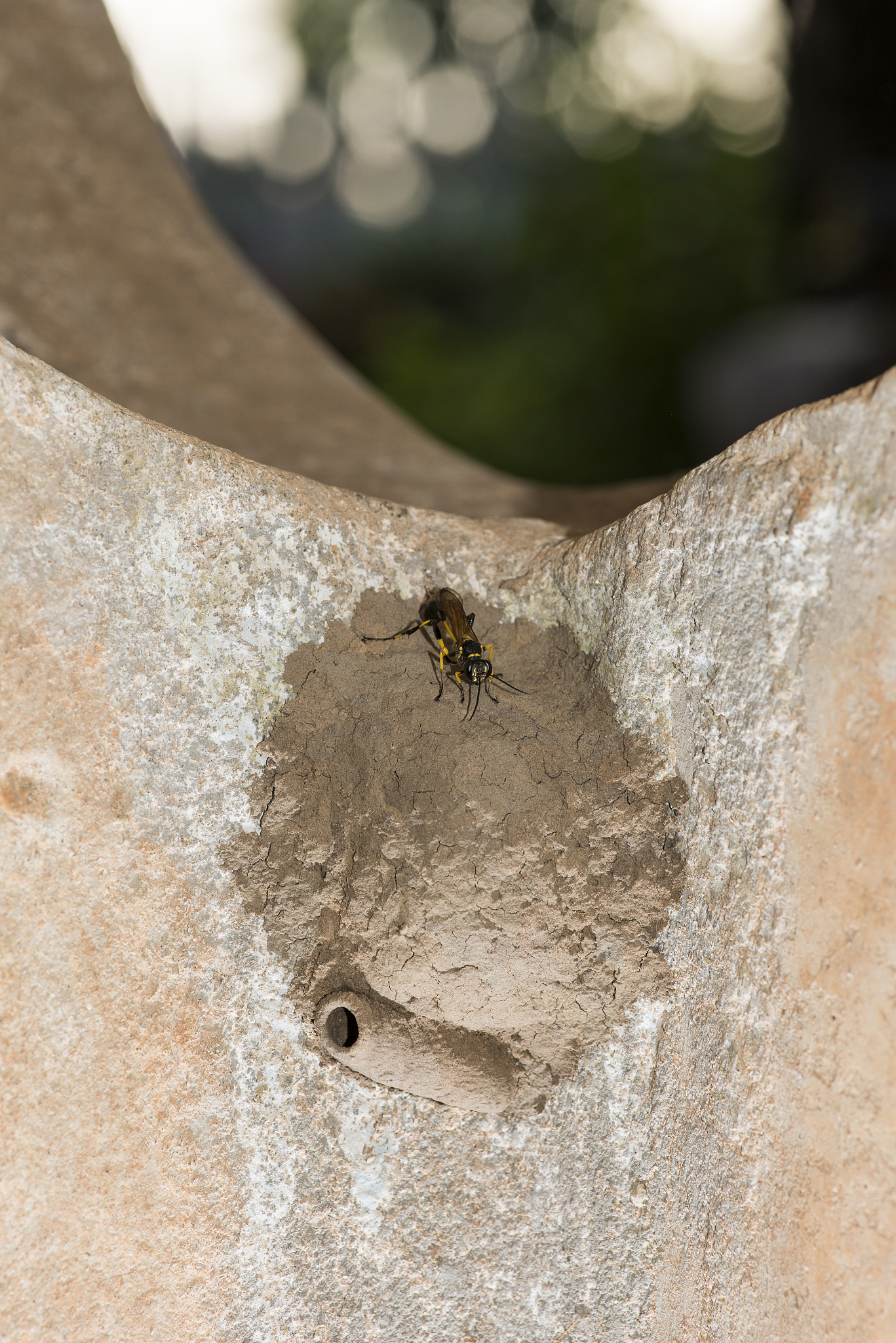 thailand wasps black and yellow mud wasp showing intricate nest