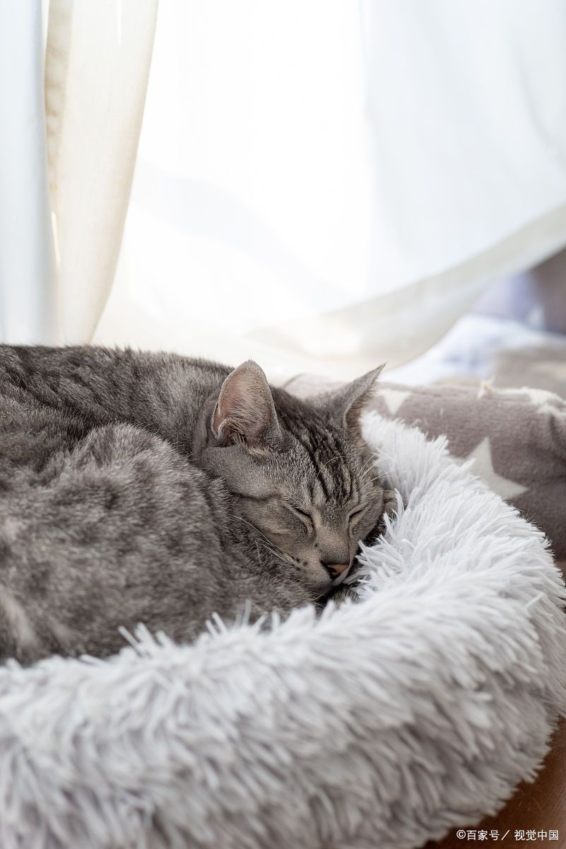 猫咪睡觉特点大揭秘：深入探索喵星人的休憩习性
