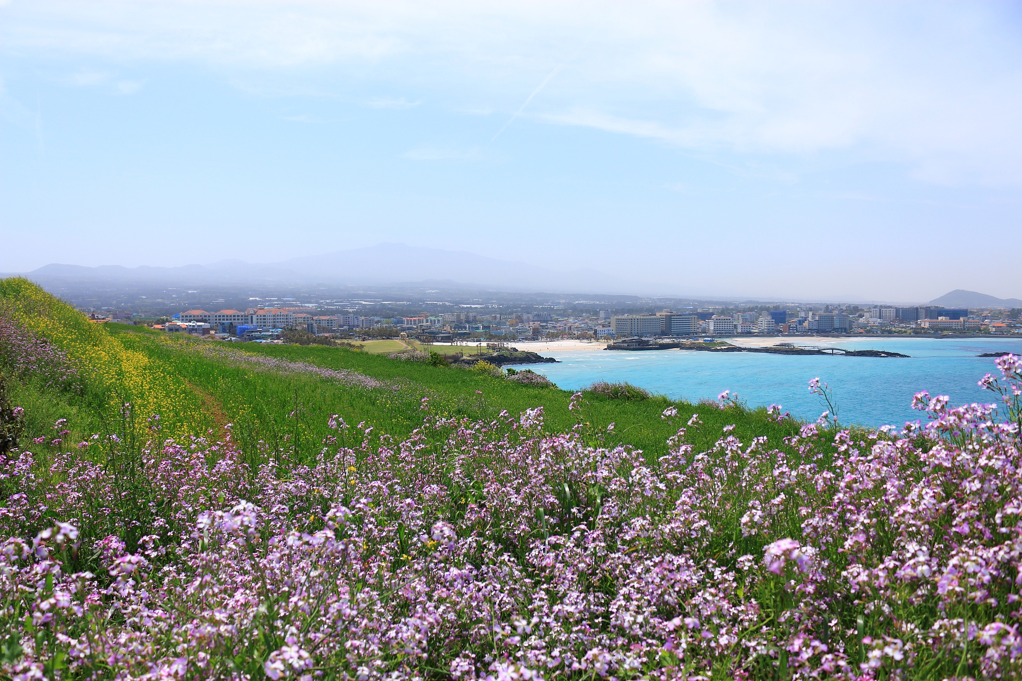 hamdeok beach, west wu bong, wildflower, flower, beach,