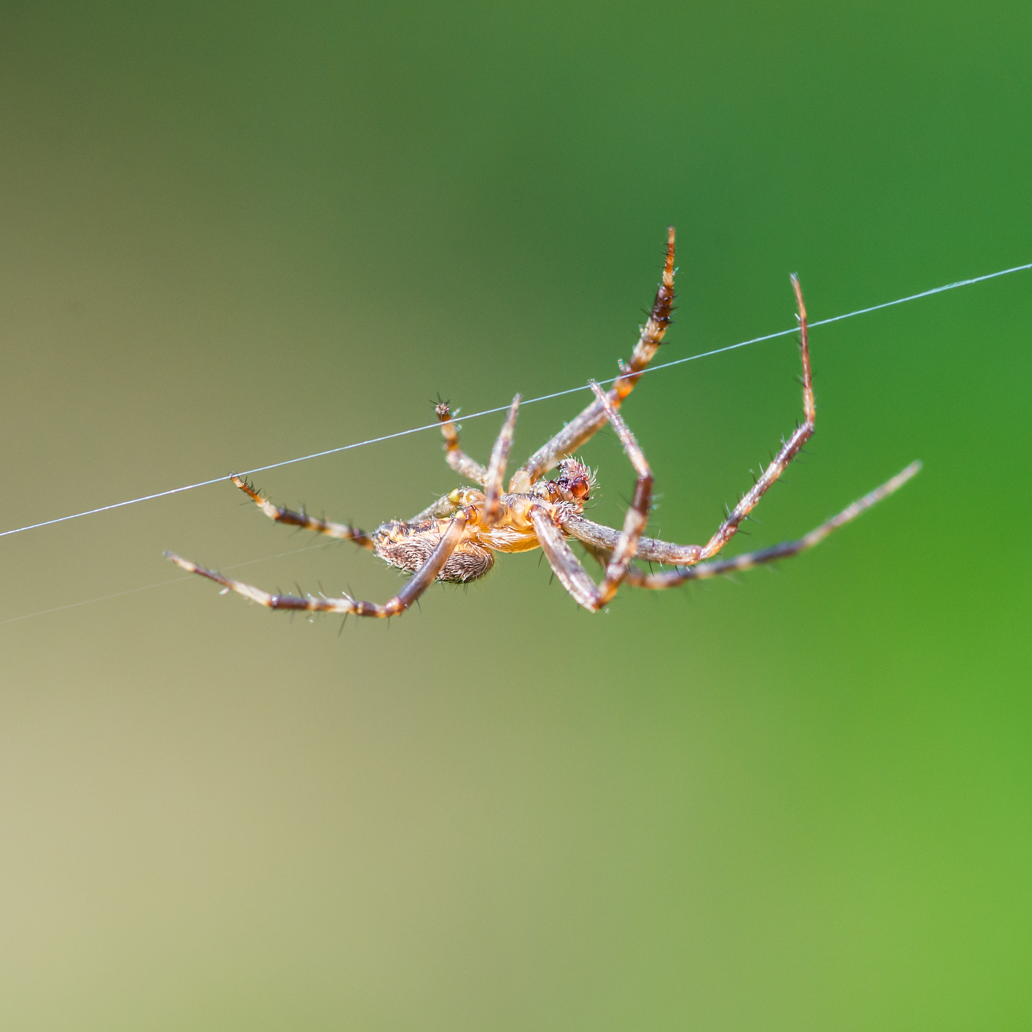 蛛的拼音和解释：蜘蛛和水蛛的音序
