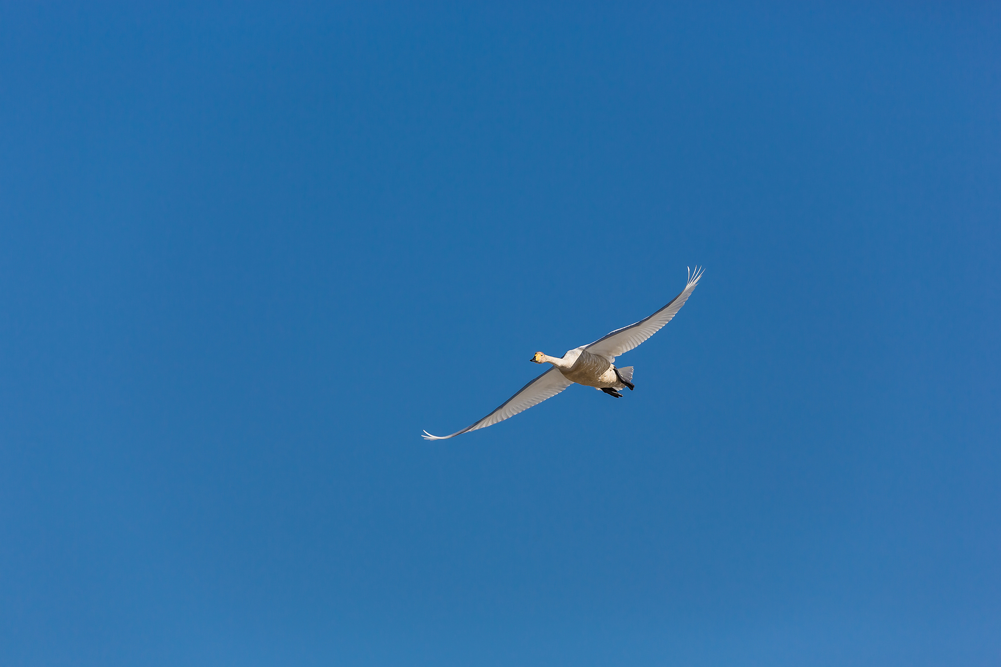 朝阳媒体曝光平台及求助热线：高效解决问题指南