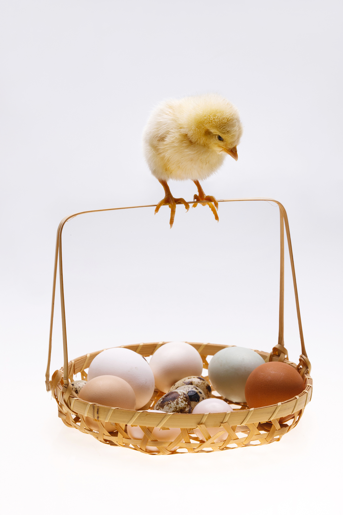 先有鸡还是先有蛋：生物学和哲学的解答