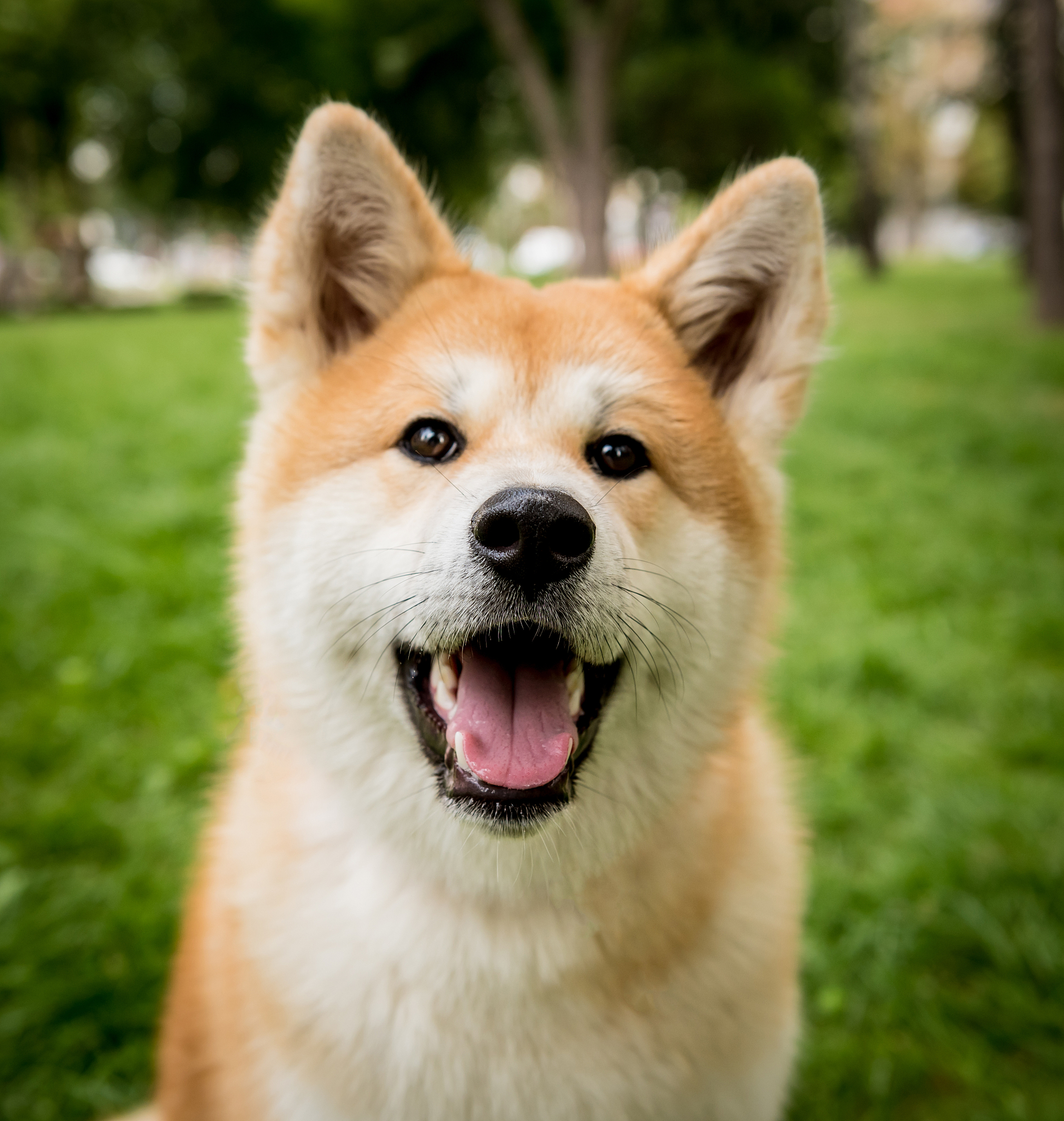 请帮我写一段关于一张微笑秋田犬的照片的文字字数为一百字