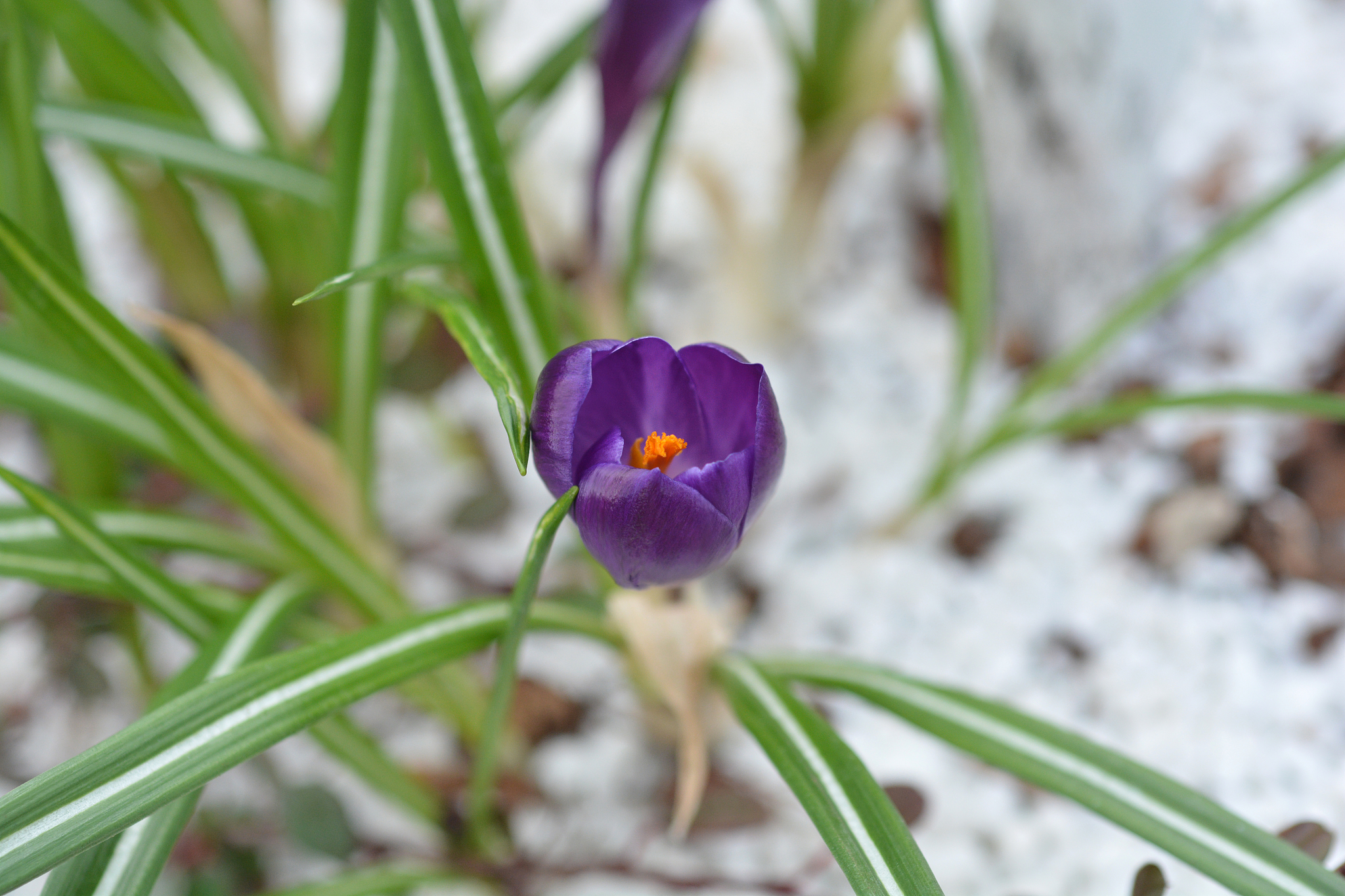 spring crocus