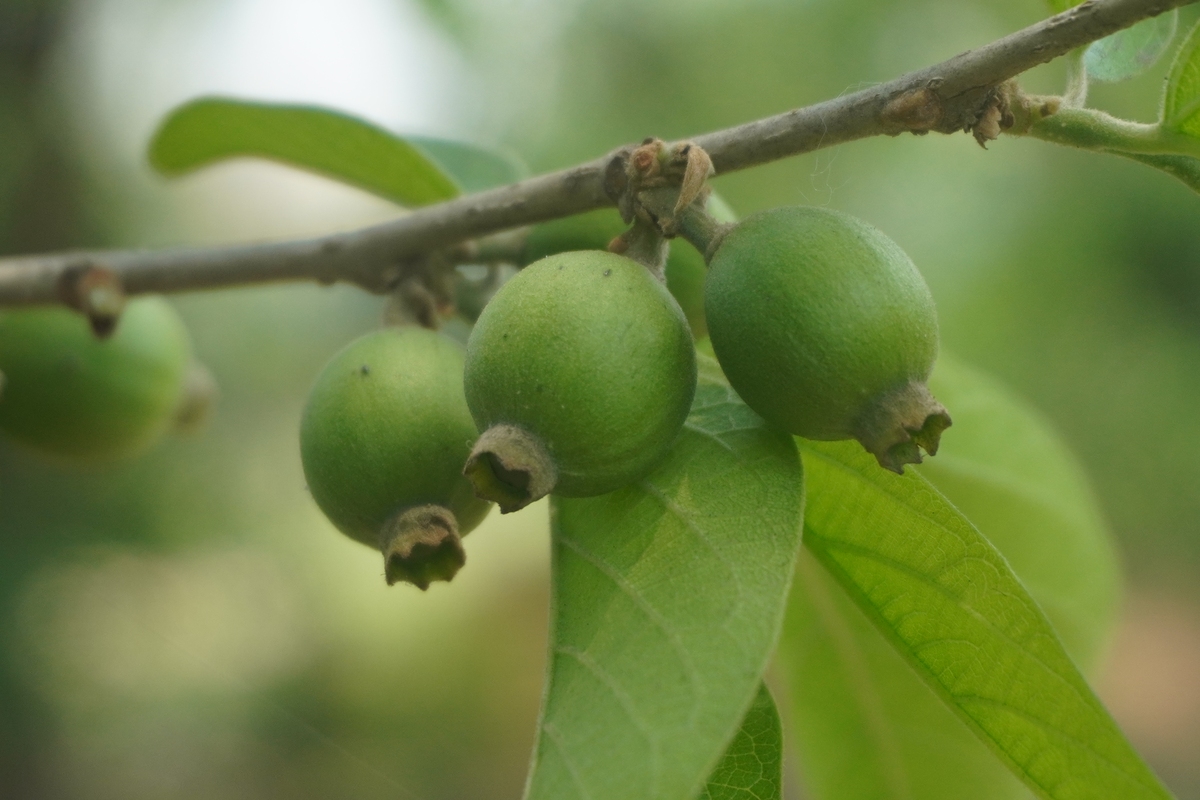 野生枇杷和青梅的区别