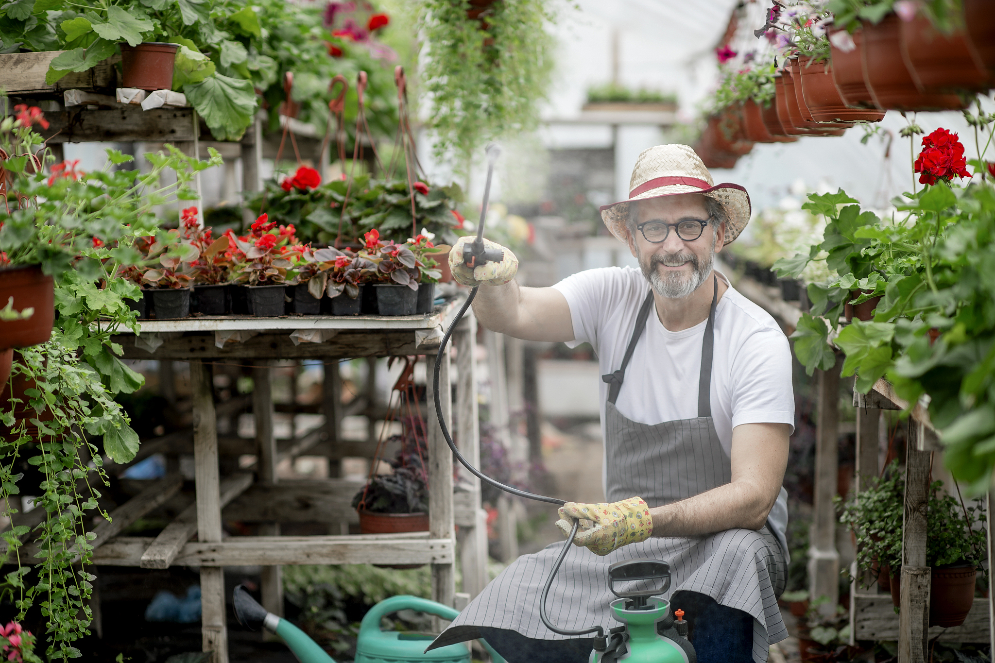mature gardener watering plants in greenhouse