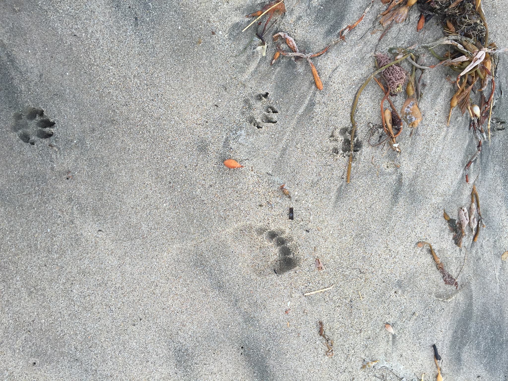 high angle view of footprints on sand at beach