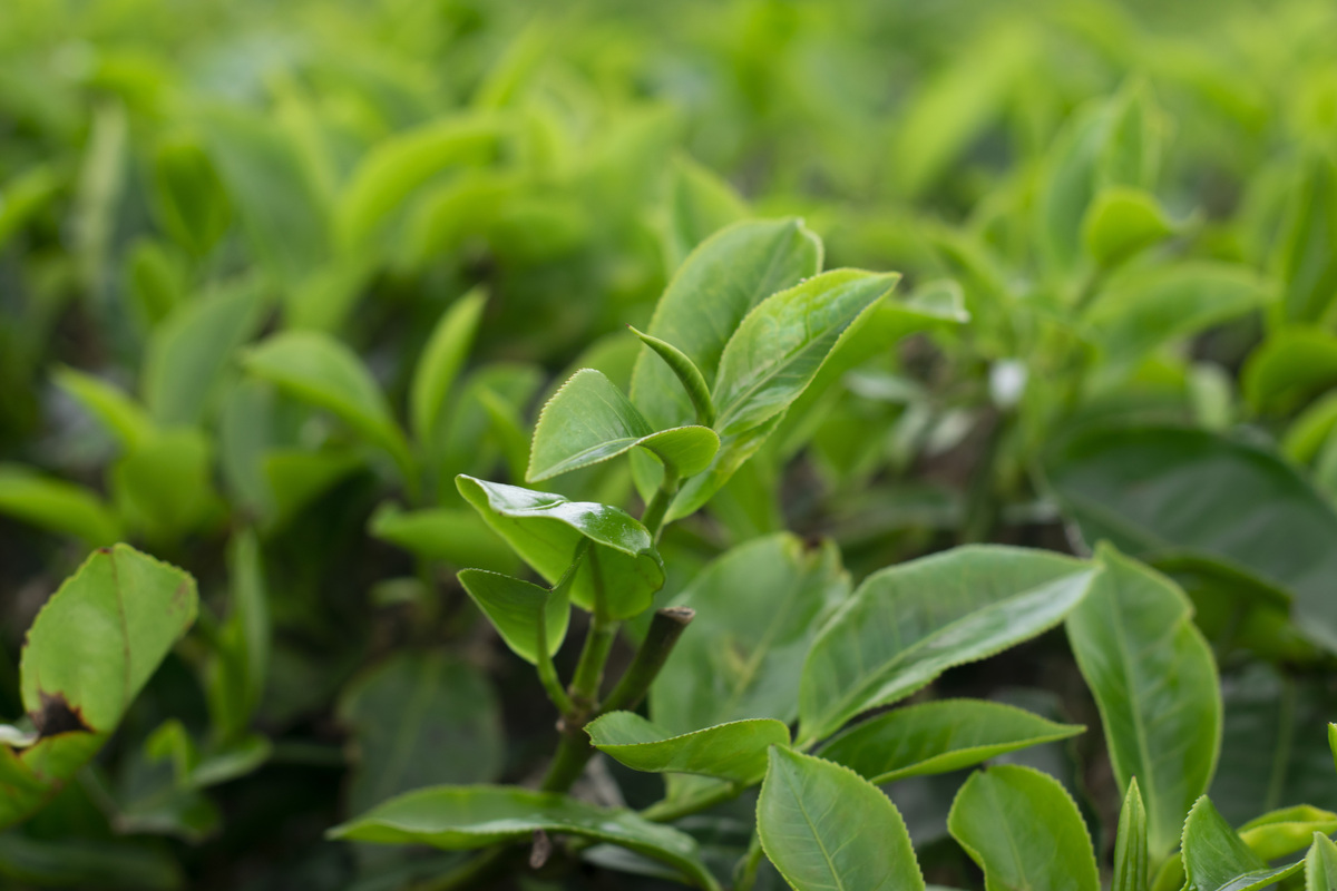 茶树品种介绍