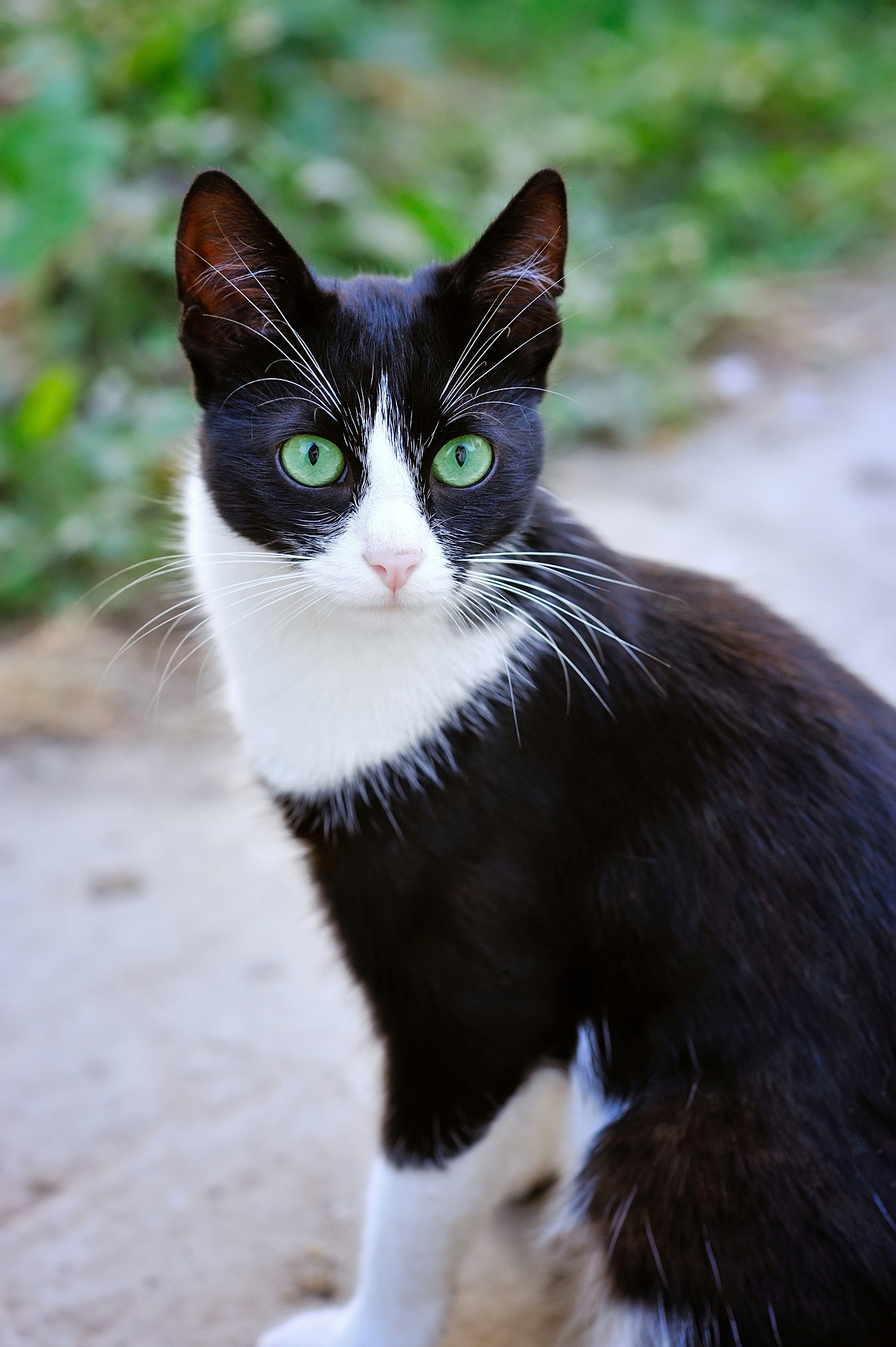 黑猫，绿眼睛，白鼻尖和白爪子：独特迷人的猫咪