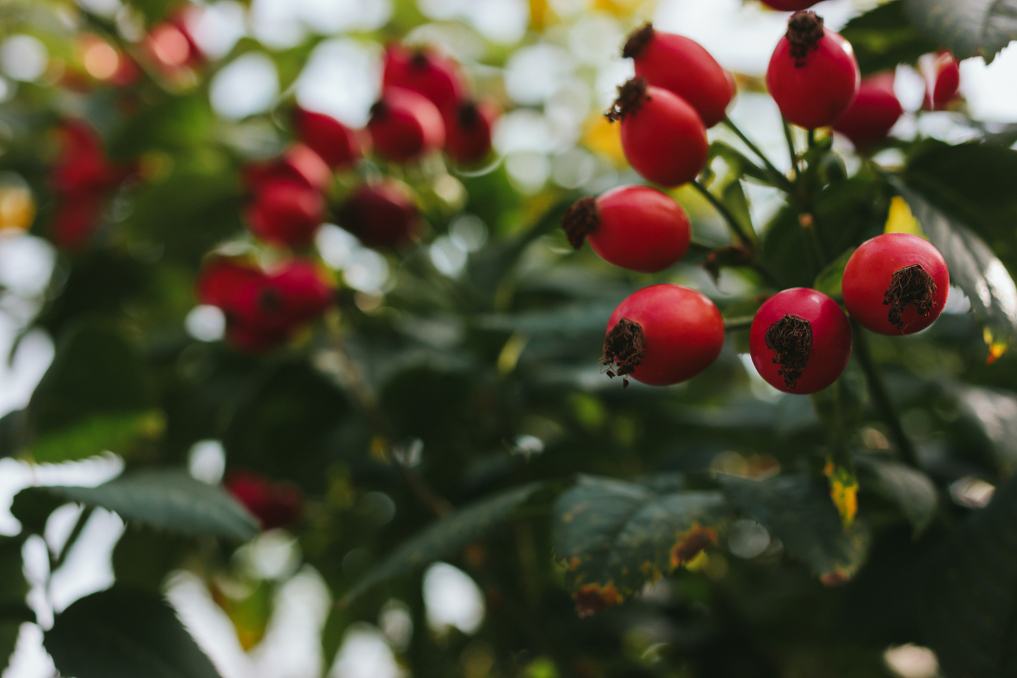 dog-rose fruit. sun backlight in background. soft focus in stron