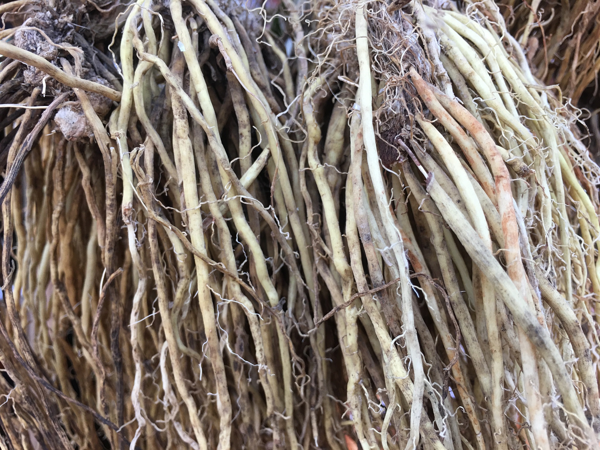 改写桔梗中的化学成分在抗菌消炎方面有很好的效果特别是对于治疗类风湿性关节炎有很好的作用杨欣等35通过建立模型检测桔梗提取物对类风湿性关节炎的作用将55只模型分别设5只作正常组其余50只建立类风湿性关节炎模型分为模型组、药物对照组、低、中、高浓度组观察他们的各种指标来确定桔梗提取物的成分对关节炎的有效控制研究表明浓度越高对关节炎的影响越大高浓度的桔梗提取物能够有效减轻大鼠足部肿胀程度使大鼠关节炎指数