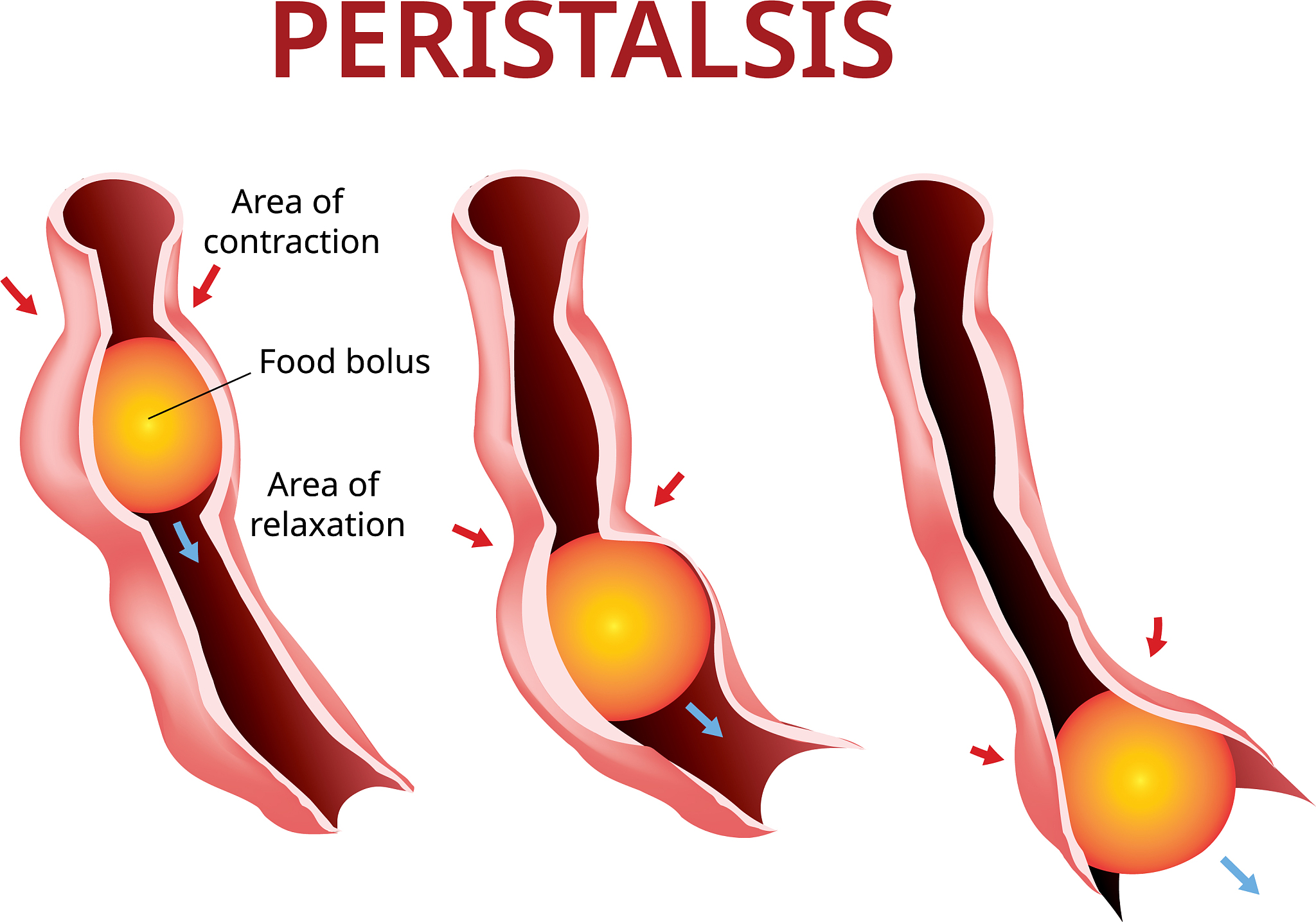 降胃气吃什么食物好？30多种有效缓解胀气食物推荐