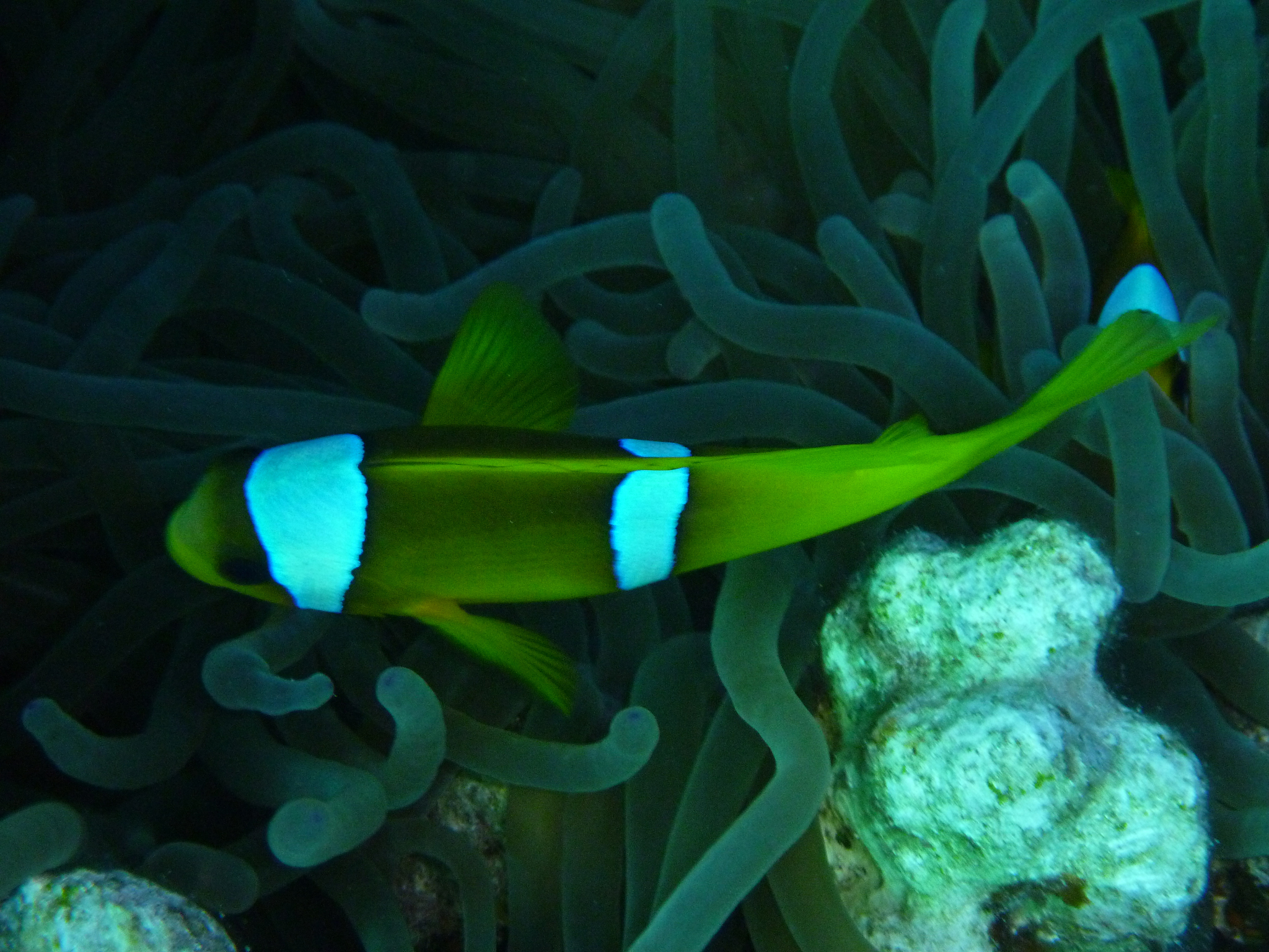 拳头海葵喂食指南：频率、量及注意事项