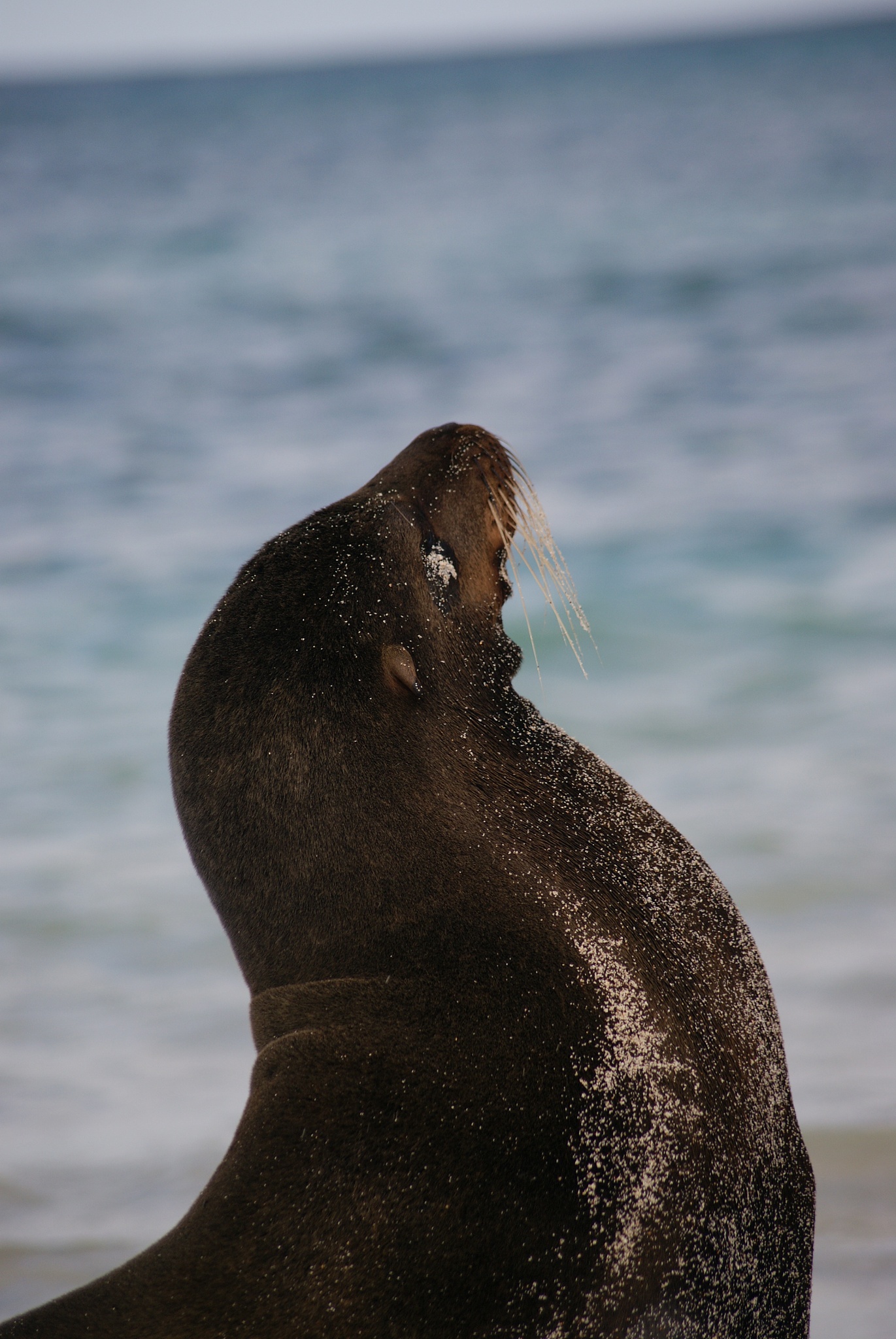 sea lion profile