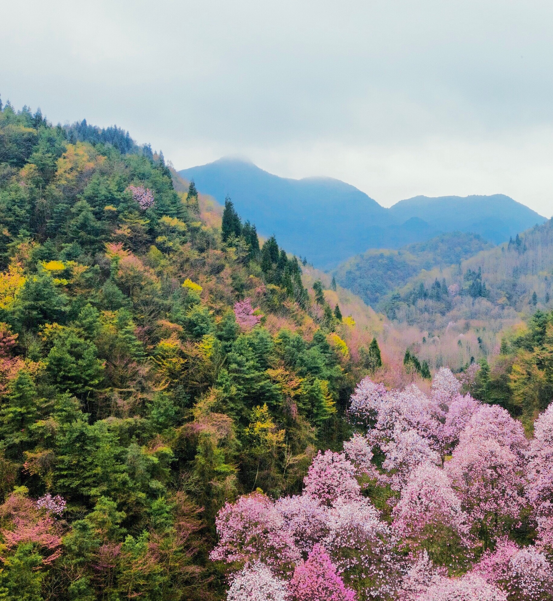介绍四川攀枝花市800字