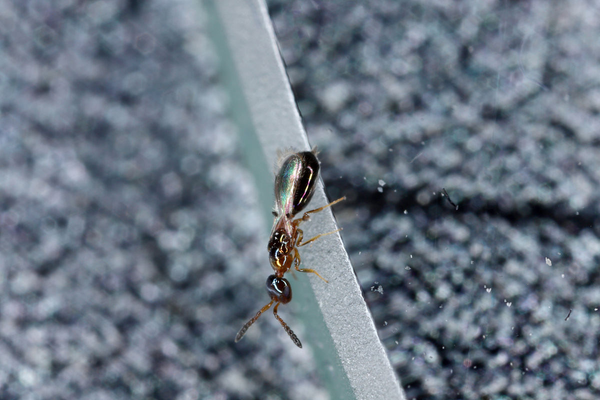 父系线粒体在秀丽隐杆线虫胚胎发育过程中的选择性消除