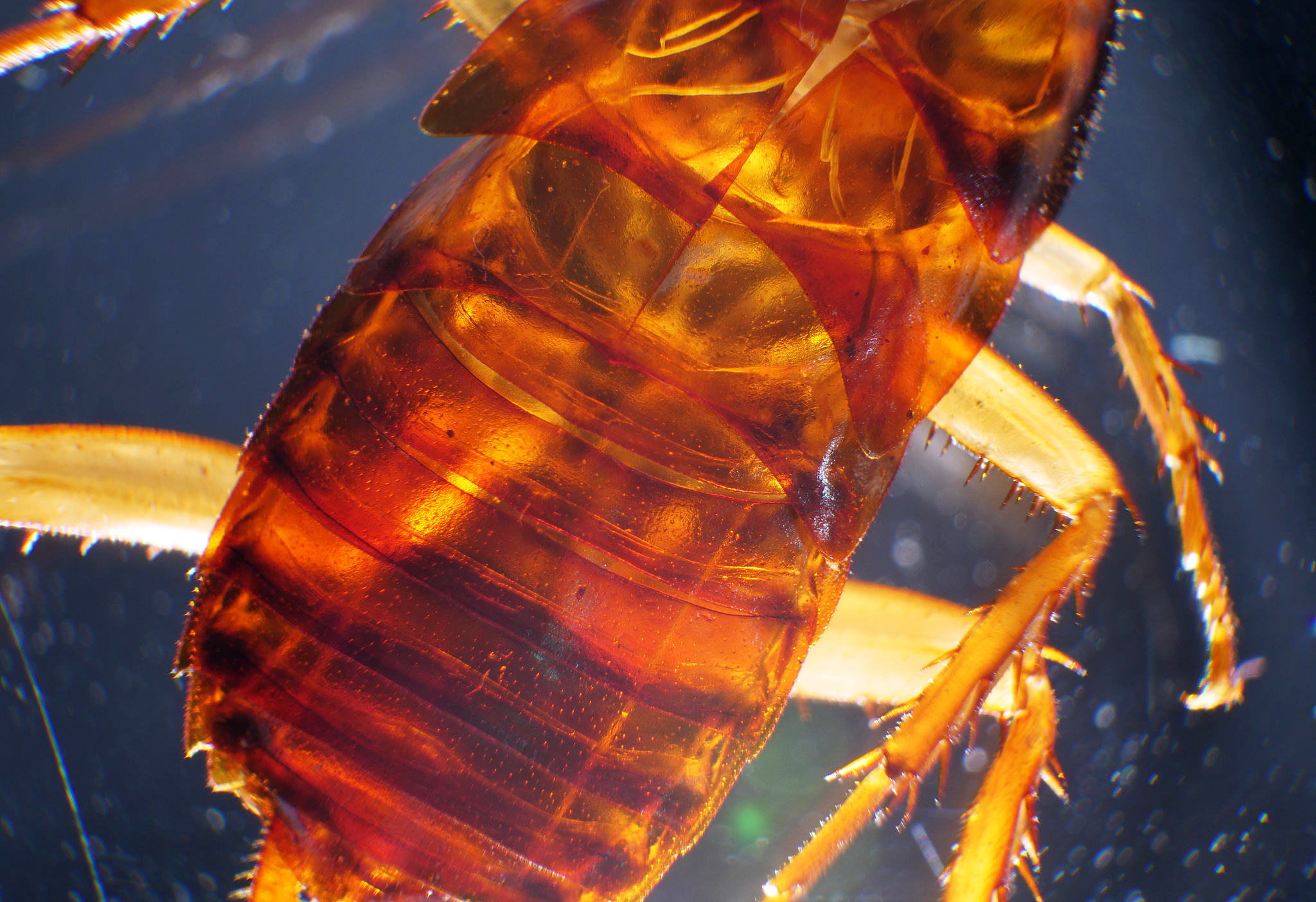 蟑螂爬过的食物还能吃吗？专家教你如何预防污染