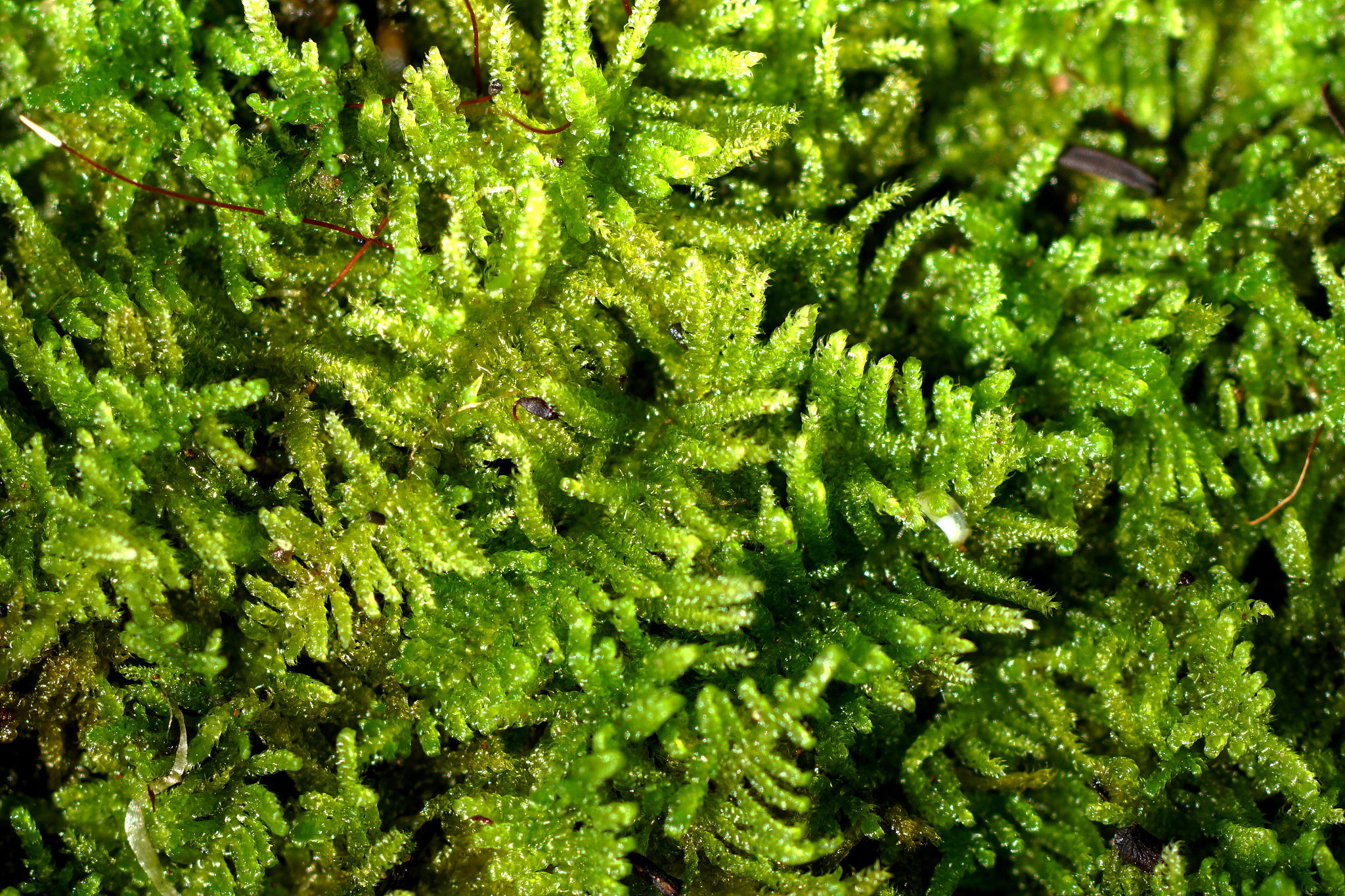 bark and moss