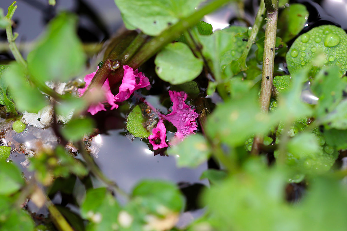 帮我写一首中文诗要求体现校园春日美景花从石缝生出大自然的奇妙生机