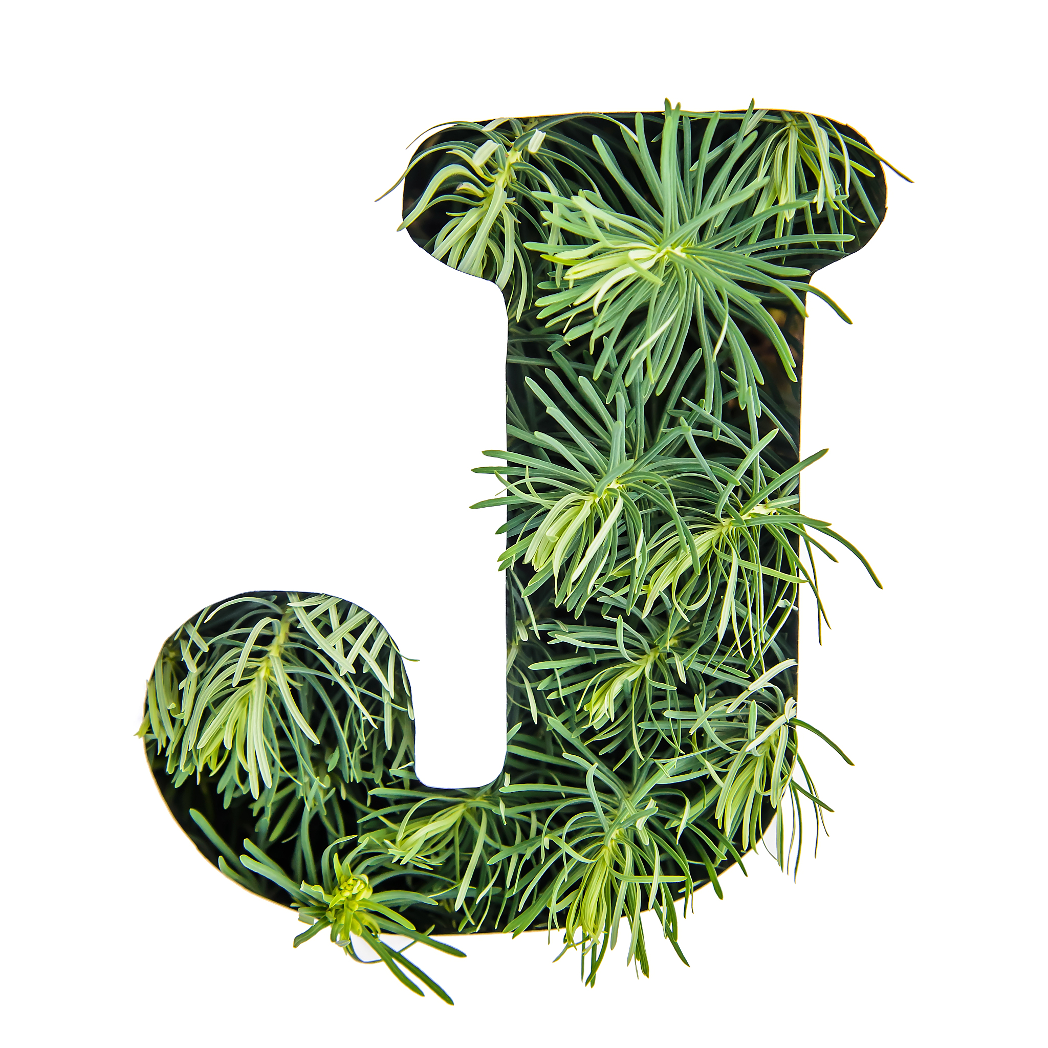 字母,草,英文字母<strong>j</strong>,绿色,英格兰,背景分离,字母表次序,环境,杉树,植物